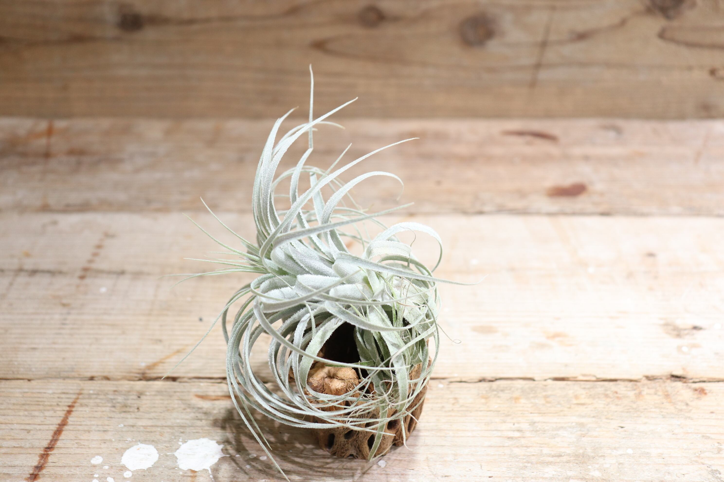 送料無料】chapeuensis var.turriformis〔エアプランツ〕現品発送T2574