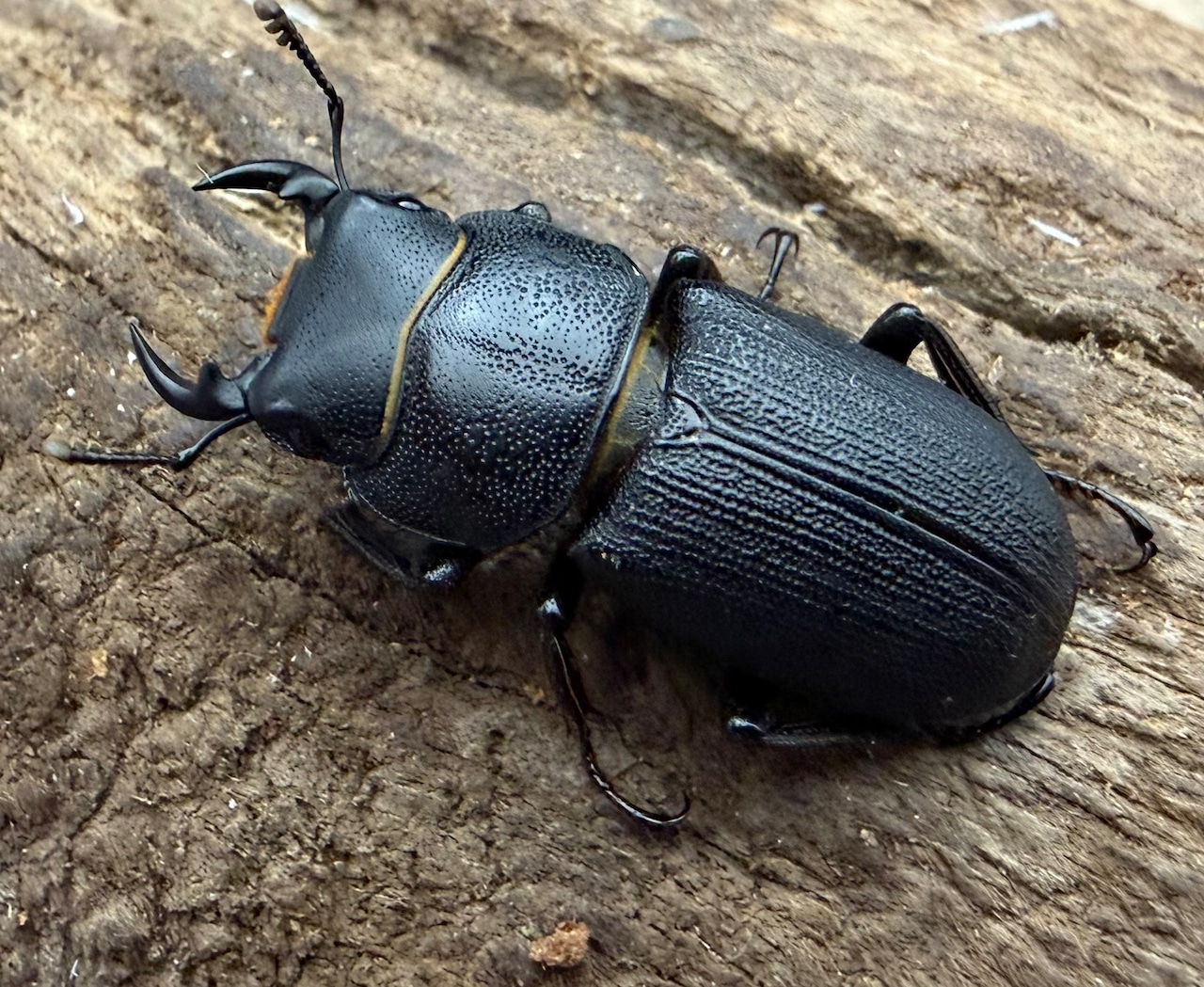 【WD】《ドルクス zhouchaoi(メンシウス ssp.) 21mm ペア》