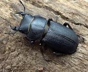 【WD】《ドルクス zhouchaoi(メンシウス ssp.) 21mm ペア》