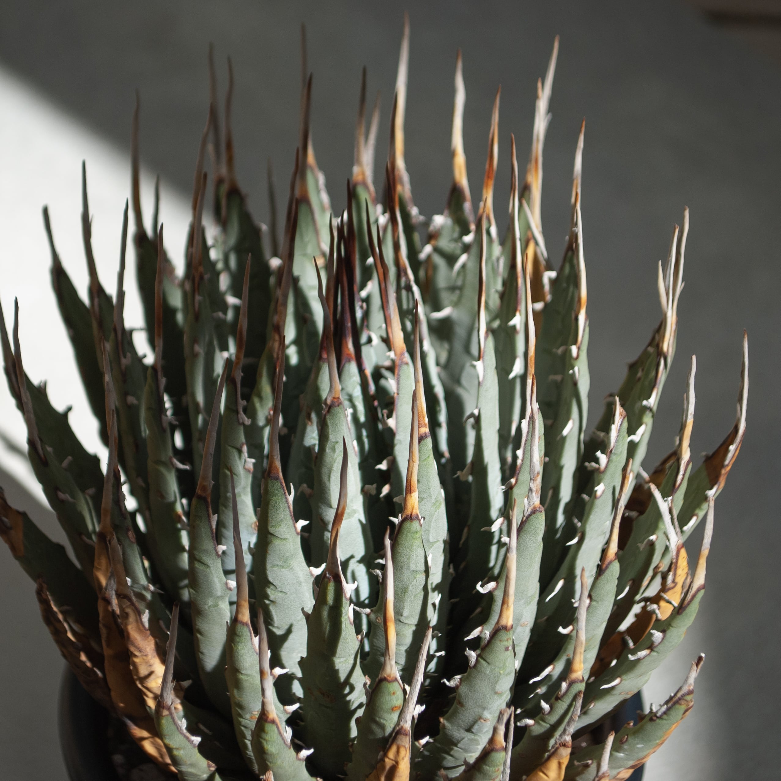 アガベ ユタエンシス エボリスピナ No.1 | Agave Rocon アガベ ユタエンシス エボリスピナ No.1 | Agave Rocon