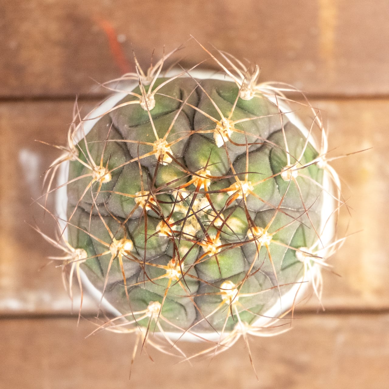 サボテン 尾形丸(Φ11㎝) 緑から紫へと変化する玉虫色の色彩が美しい 厳選仕入れの良型株 観葉植物 インテリア|虫発生抑制