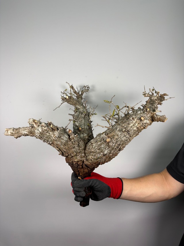 F148 現地発根株 オペルクリカリア パキプス 6/15 入荷 Operculicarya pachypus 塊根植物 現地球