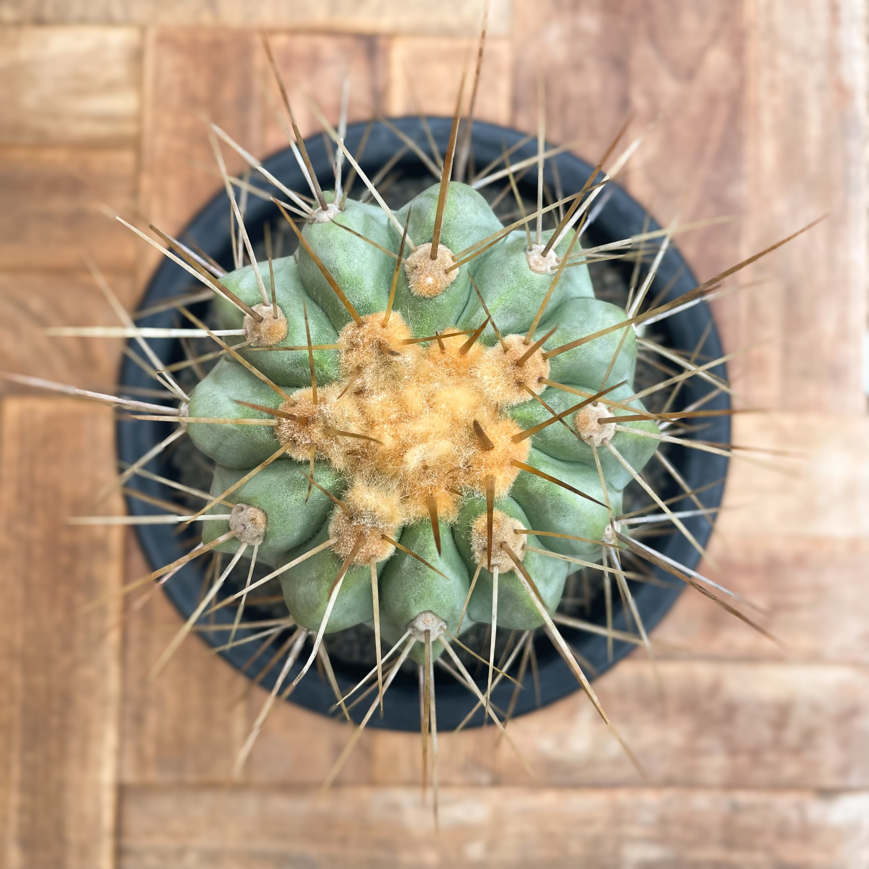 Copiapoa gigantea【コピアポア・ギガンティア・実生】 | RIMO