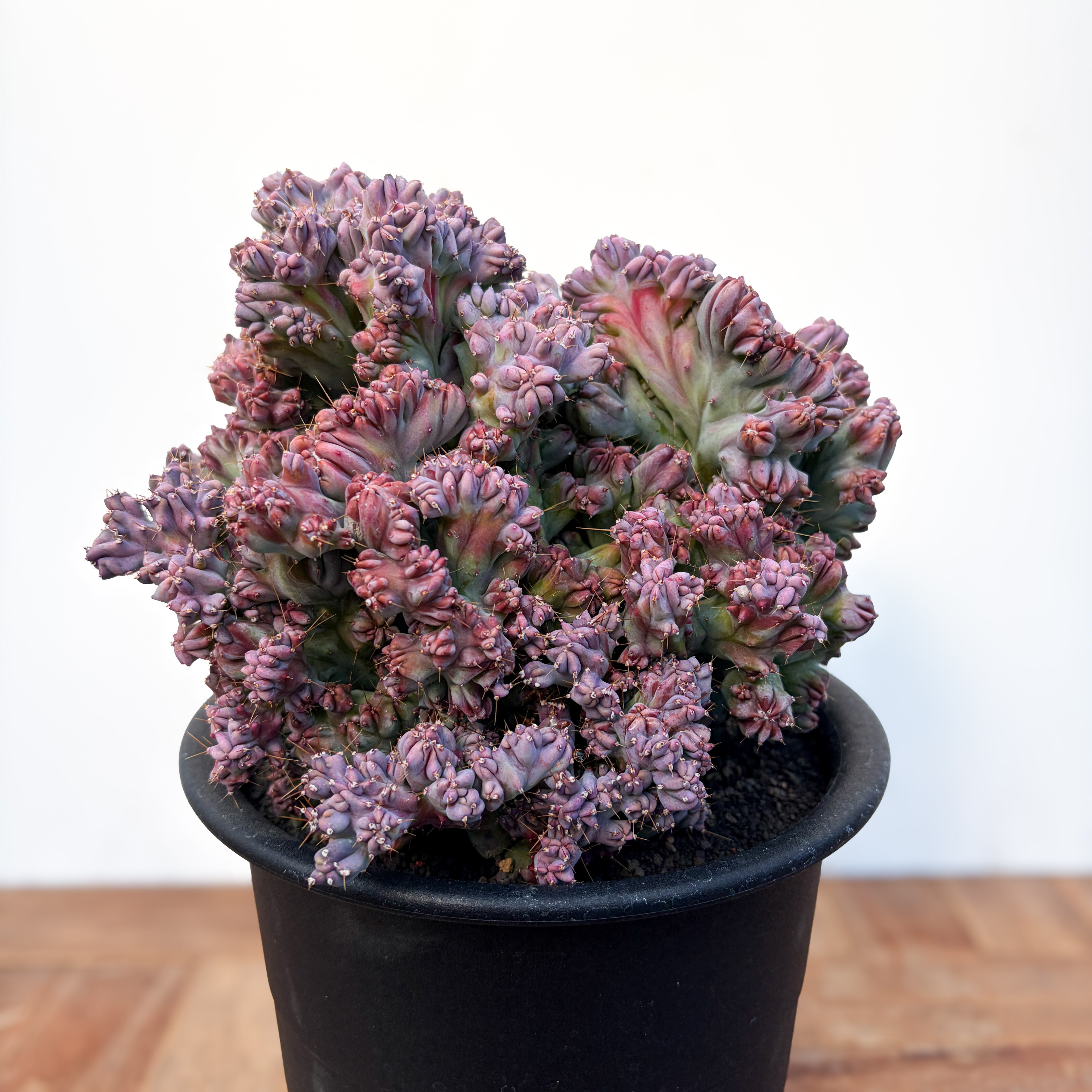 Myrtillocactus geometrizans【竜神木・モンスト】 | RIMO'S GREEN