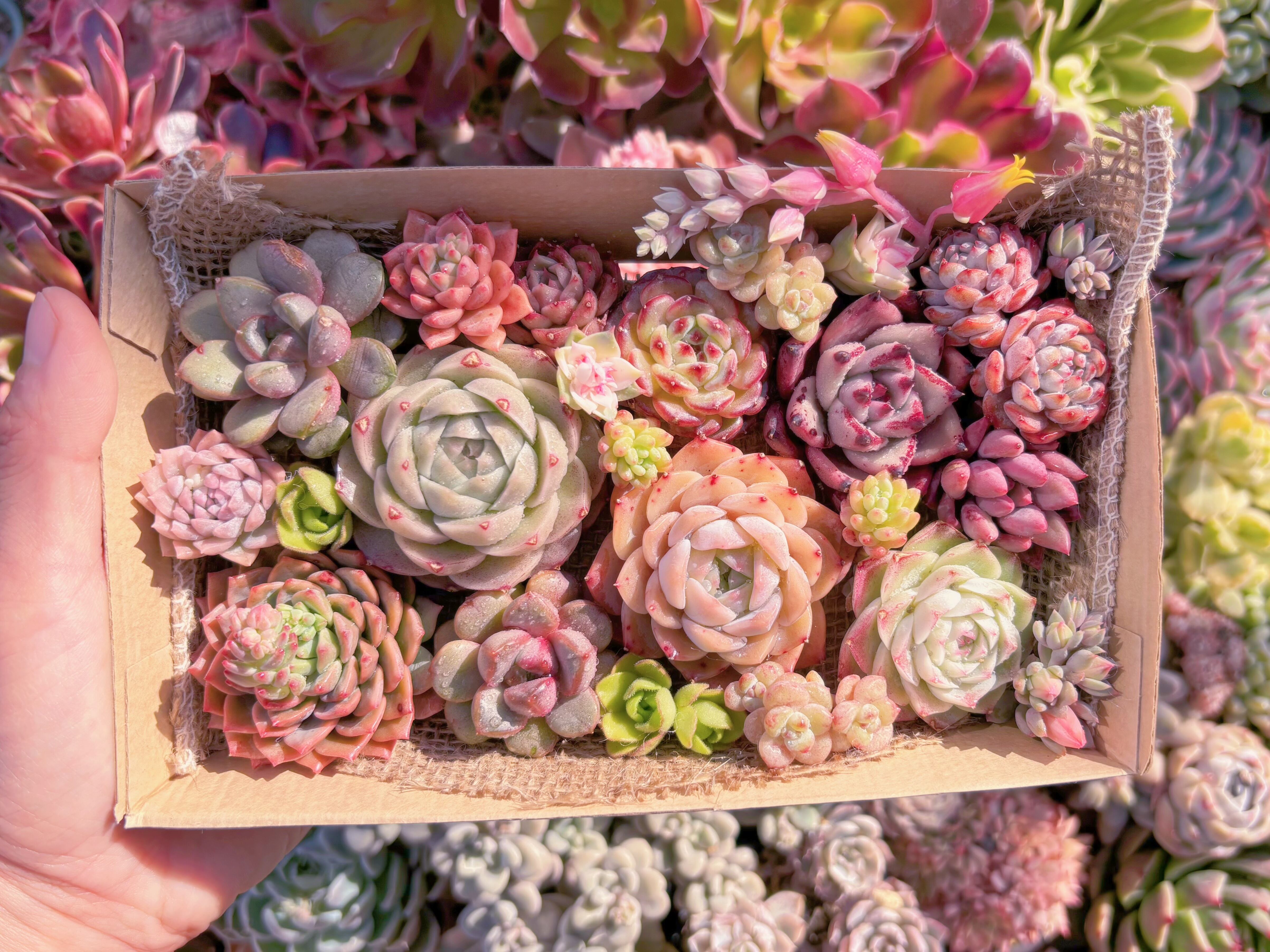 現品　寄せ植えセット#894　12cmx20cm　るる農園