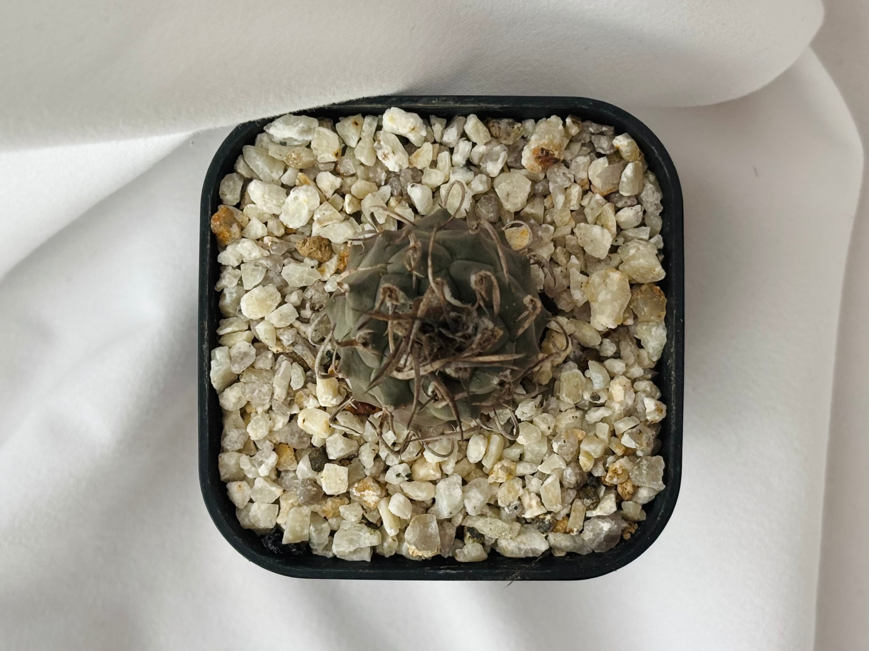 Turbinicarpus Schmiedickeanus ツルビニカルプス 昇竜丸 サボテン
