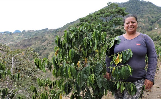 ◾️コロンビア　エル・グアモ　ジャスミン・オルドネス　１５０g