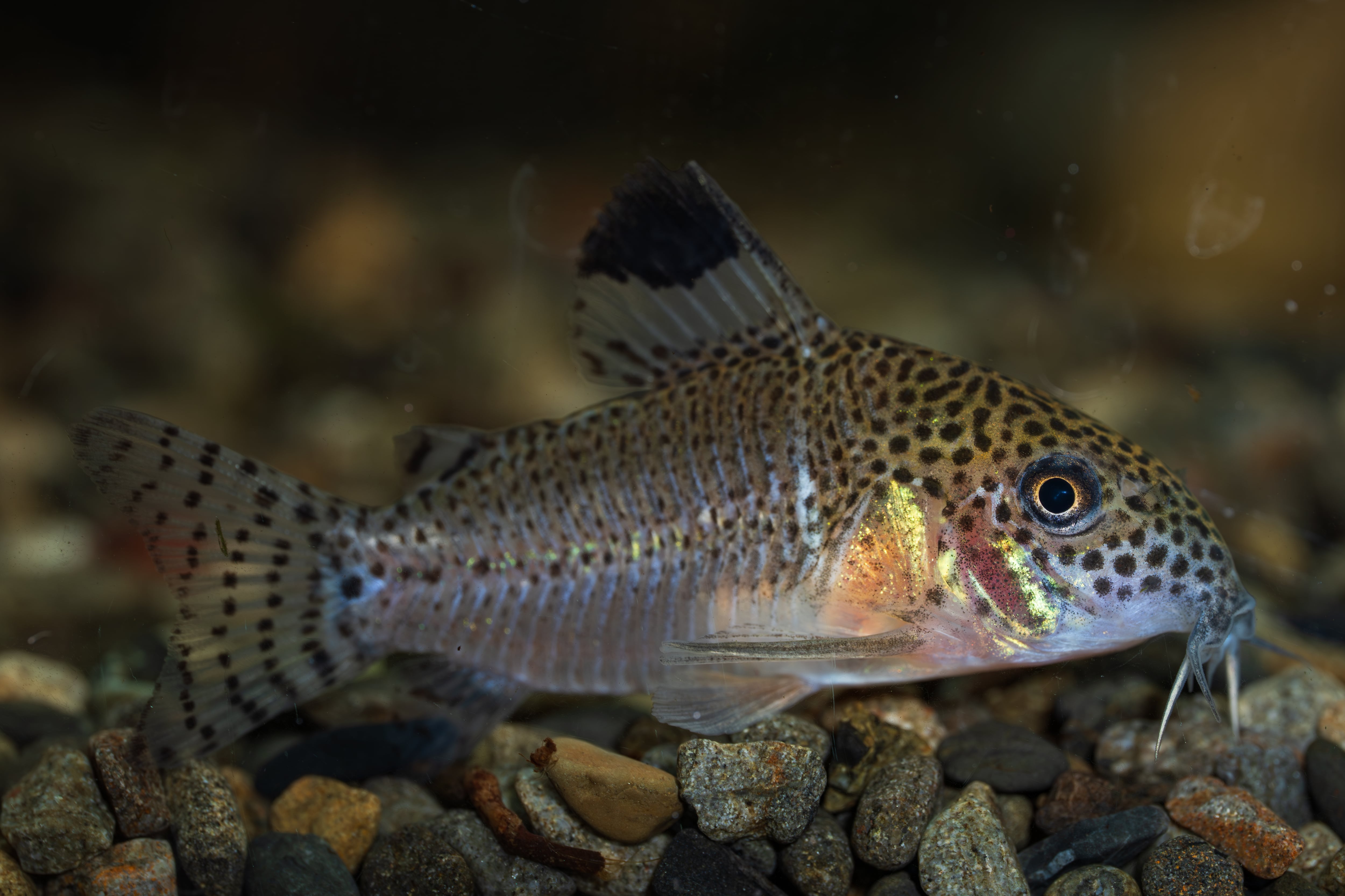 WILD コリドラスsp.ロンドニアⅩ（ニュークリスチーナ） | AquaFocus