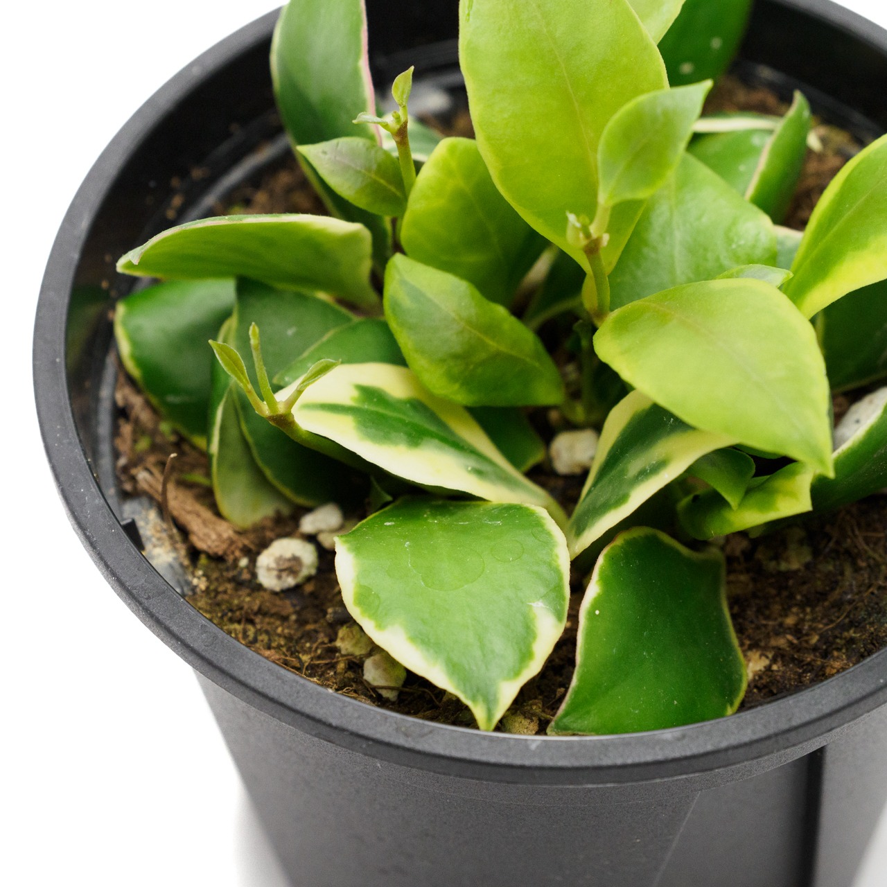 ホヤ ヘウスケリアナ・アルボマルギナータ  3.5号鉢 【No.0043】