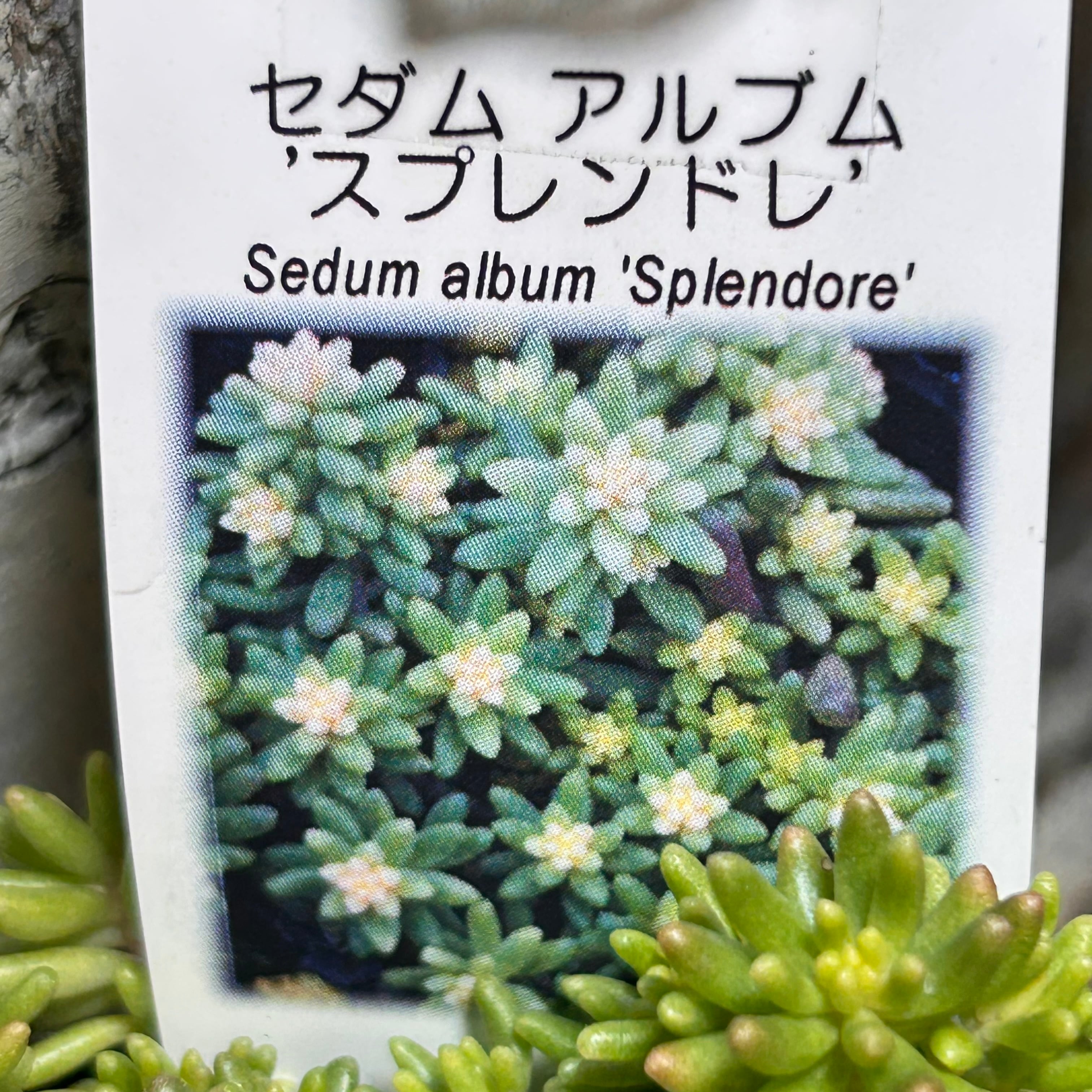 スプレンドレ セダム | RuPo 多肉植物専門店