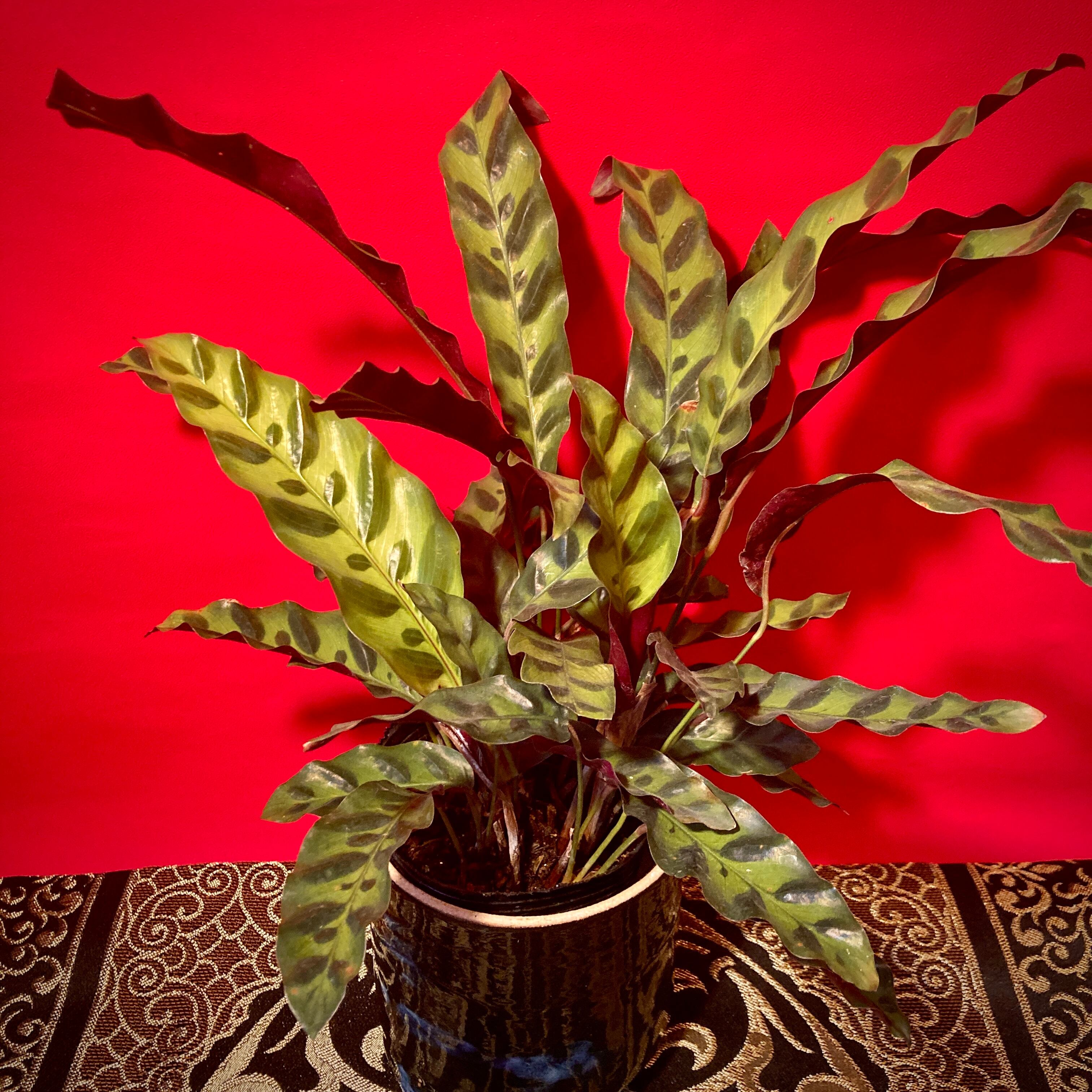 カラテア・インシグニス | 観葉植物 | 観葉植物 - バロメッツ カラテア・インシグニス | 観葉植物 | 観葉植物 - バロメッツ