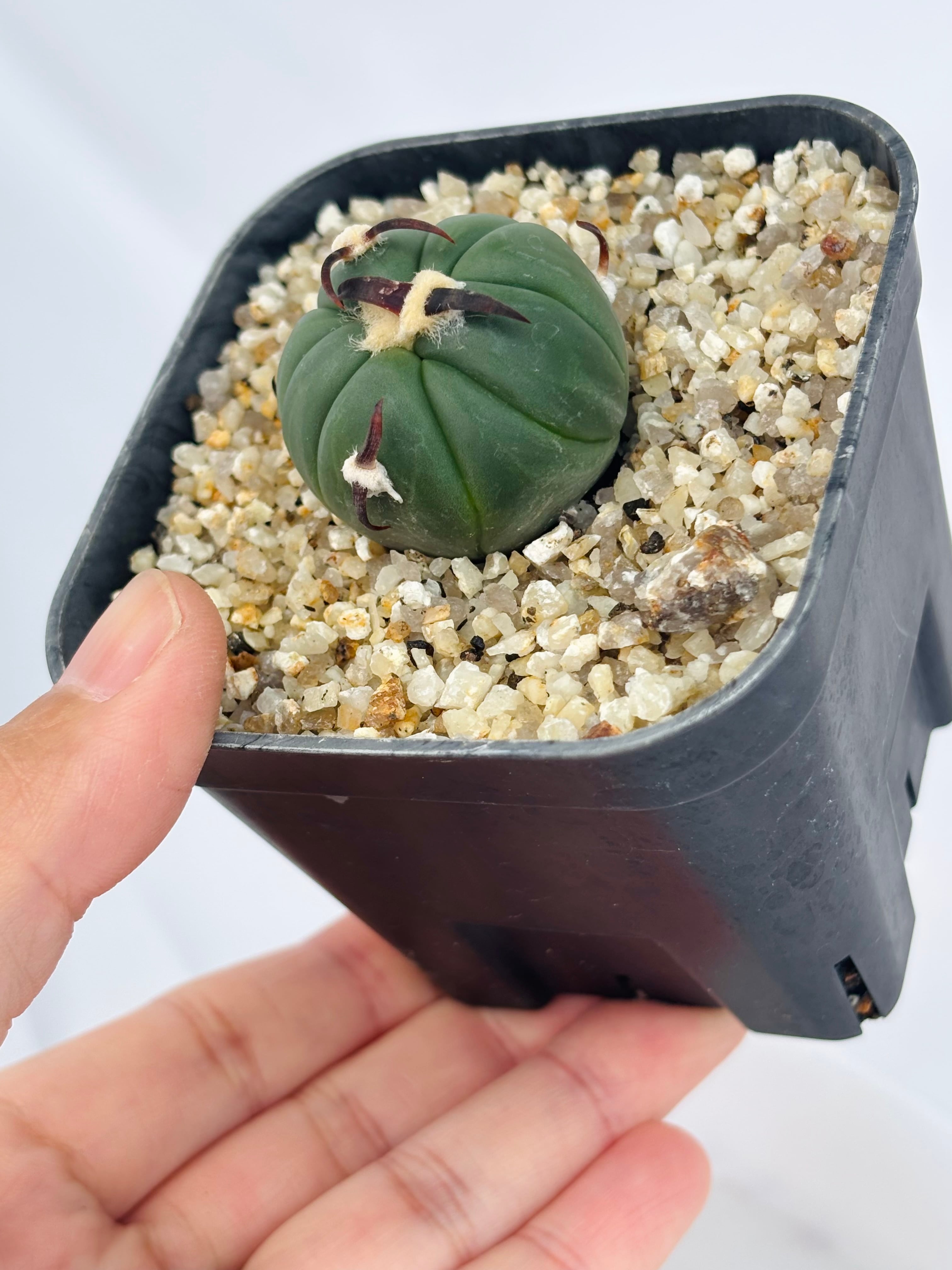 Echinocactus horizonthalonius エキノカクタス 黒刺 花王丸 サボテン