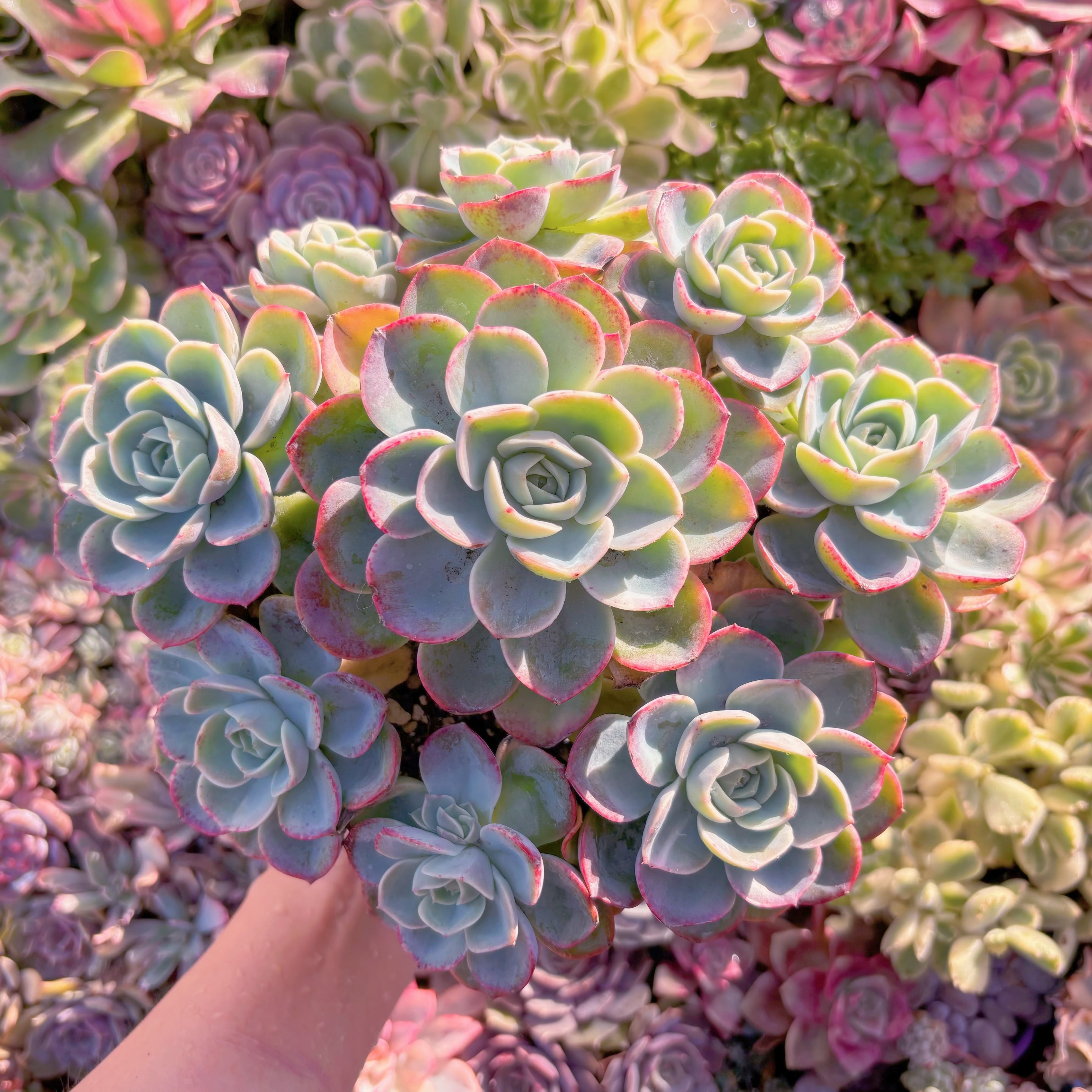 現品　メロン#2227　理想的な株姿　特特大群生　新入荷　るる農園