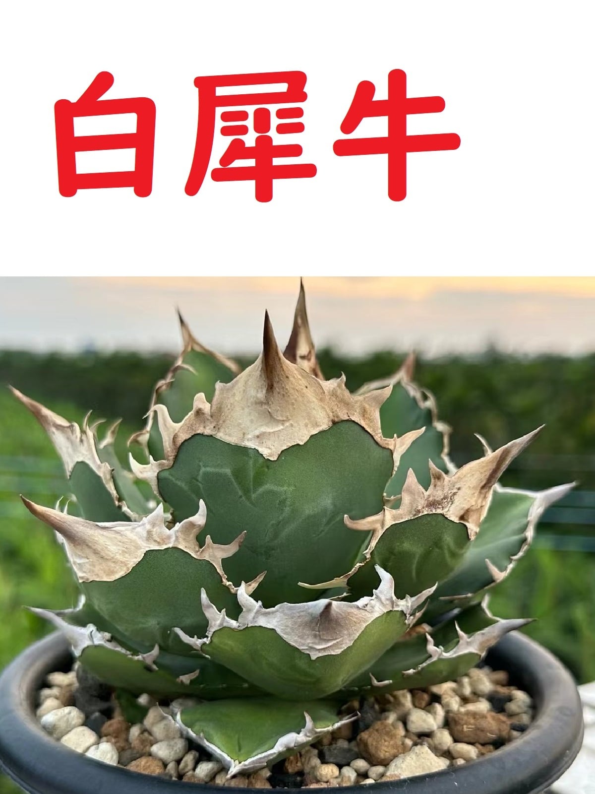 アガベ チタノタ 白犀牛 OC子株 （白犀牛 | HM Plants）