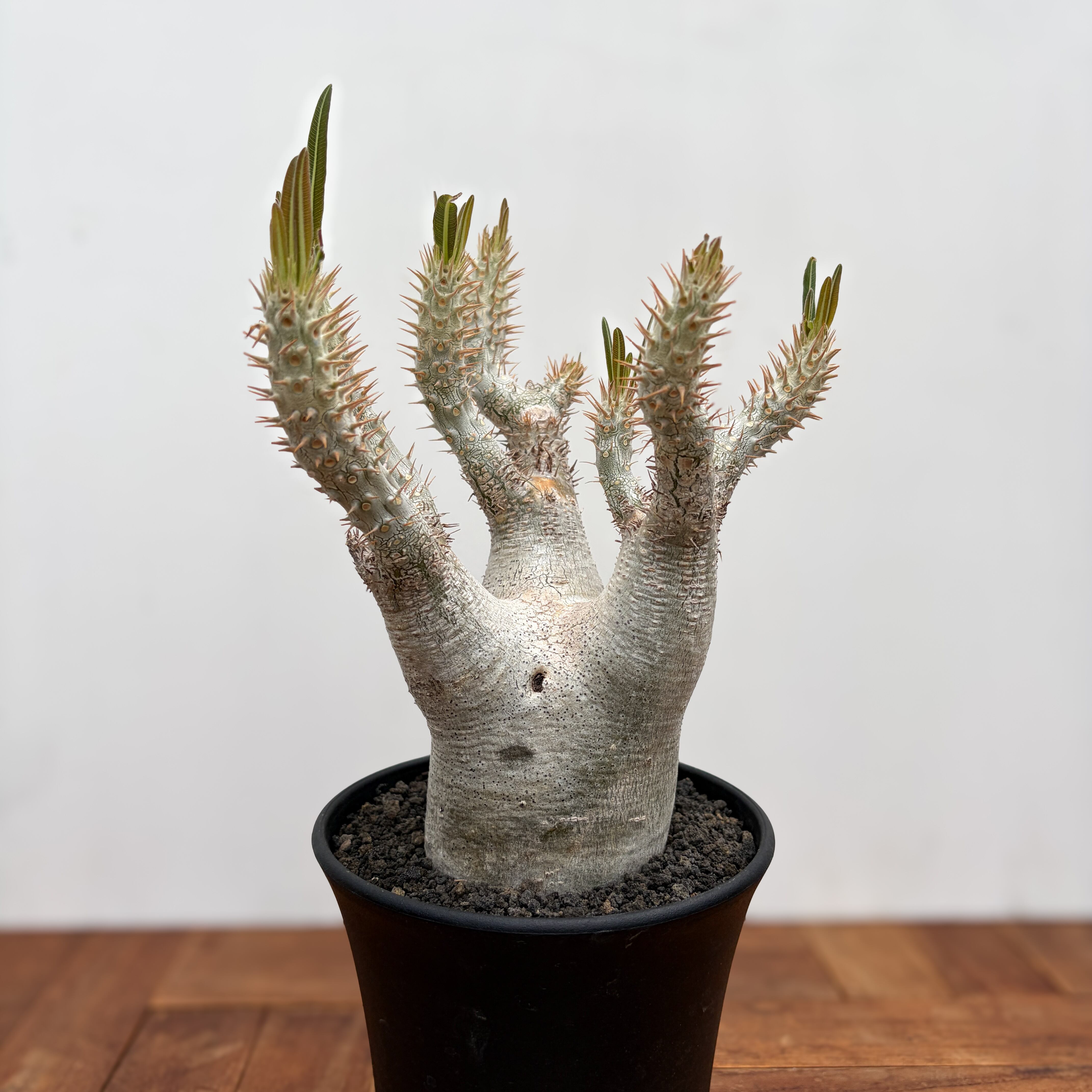 Pachypodium rosulatum var. inopinatum 【パキポディウム