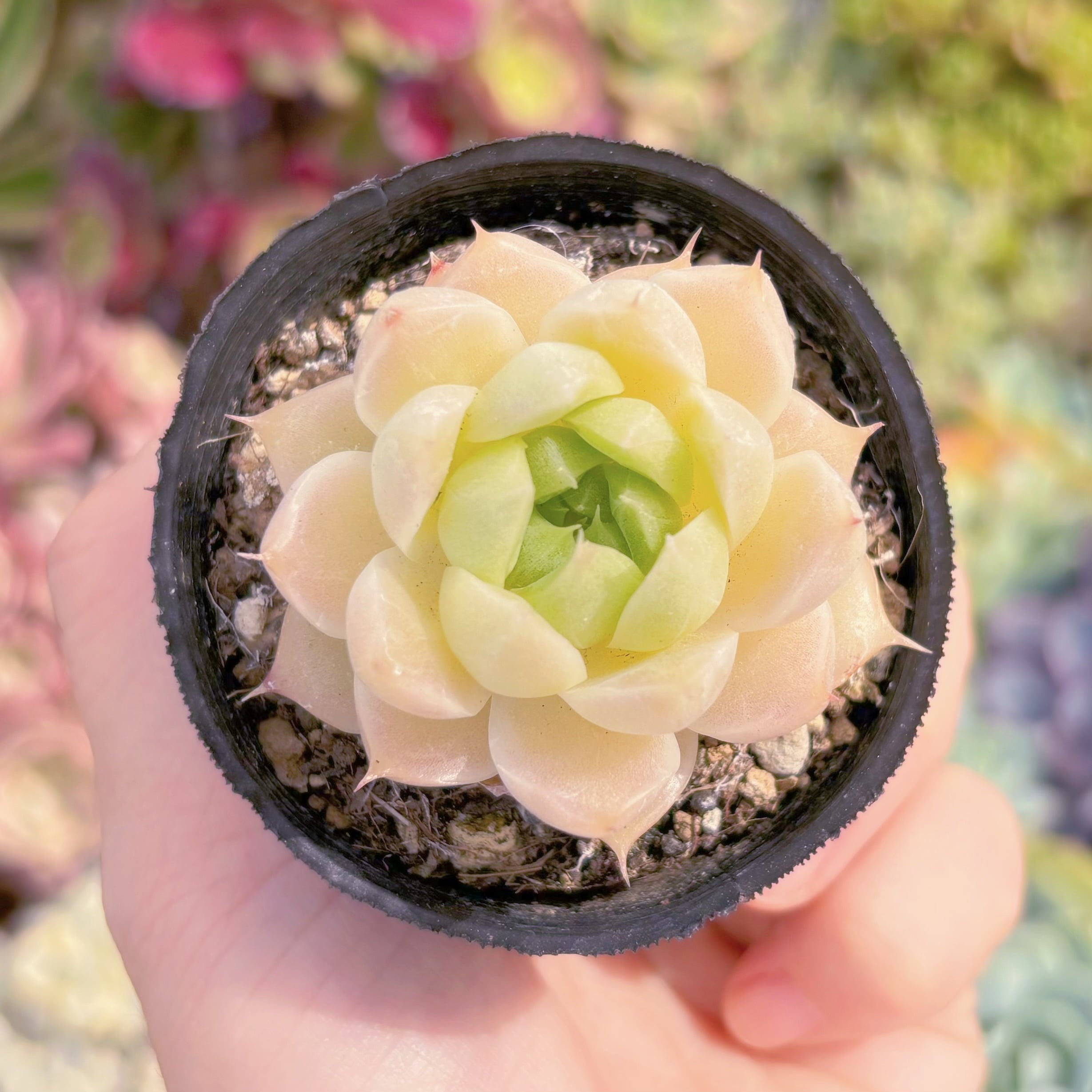 現品　蛍石#717　るる農園