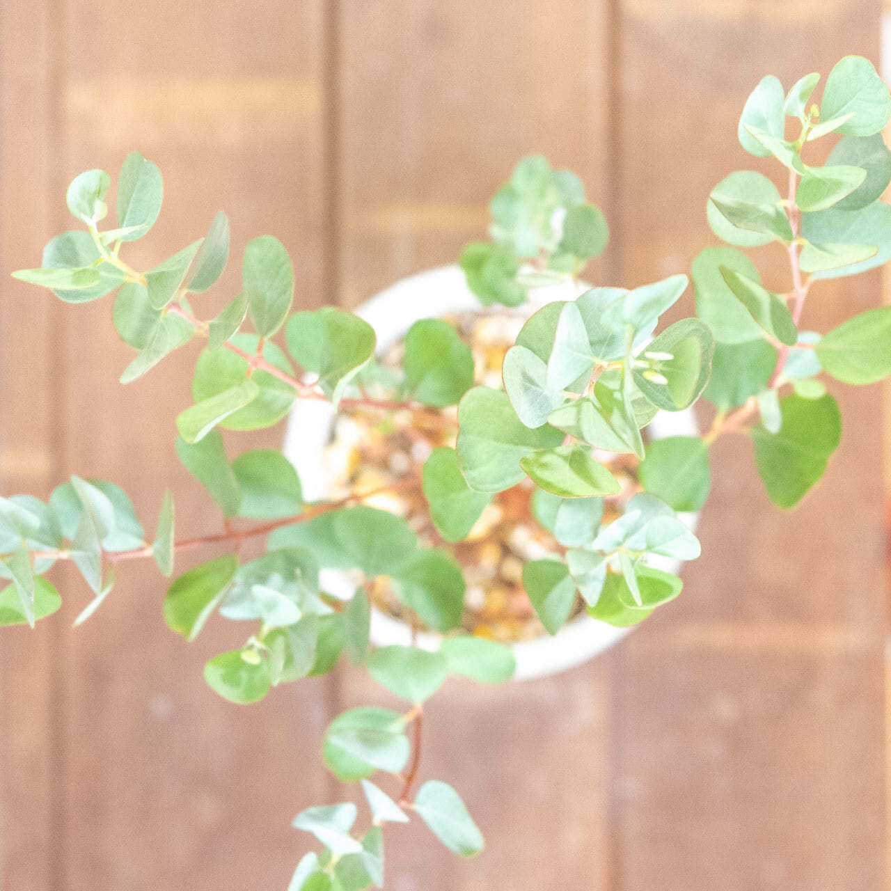 【愛らしい丸葉の重なり】ユーカリ・ポポラスを根腐れを防ぐ独自配合の用土で植え込み。手づくりモルタル鉢の質感が、お部屋をモダンに彩る一点ものです｜虫発生抑制｜送料全国一律850円