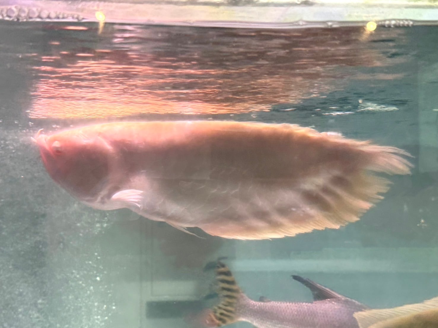 アルビノシルバーアロワナ ショート個体 40㎝前後 両目目垂れ | アクア