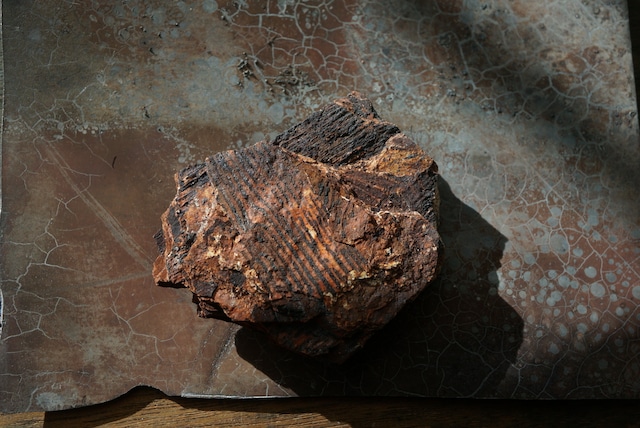 スウェーデン産シダ植物化石 Dictyophyllum exile 1609