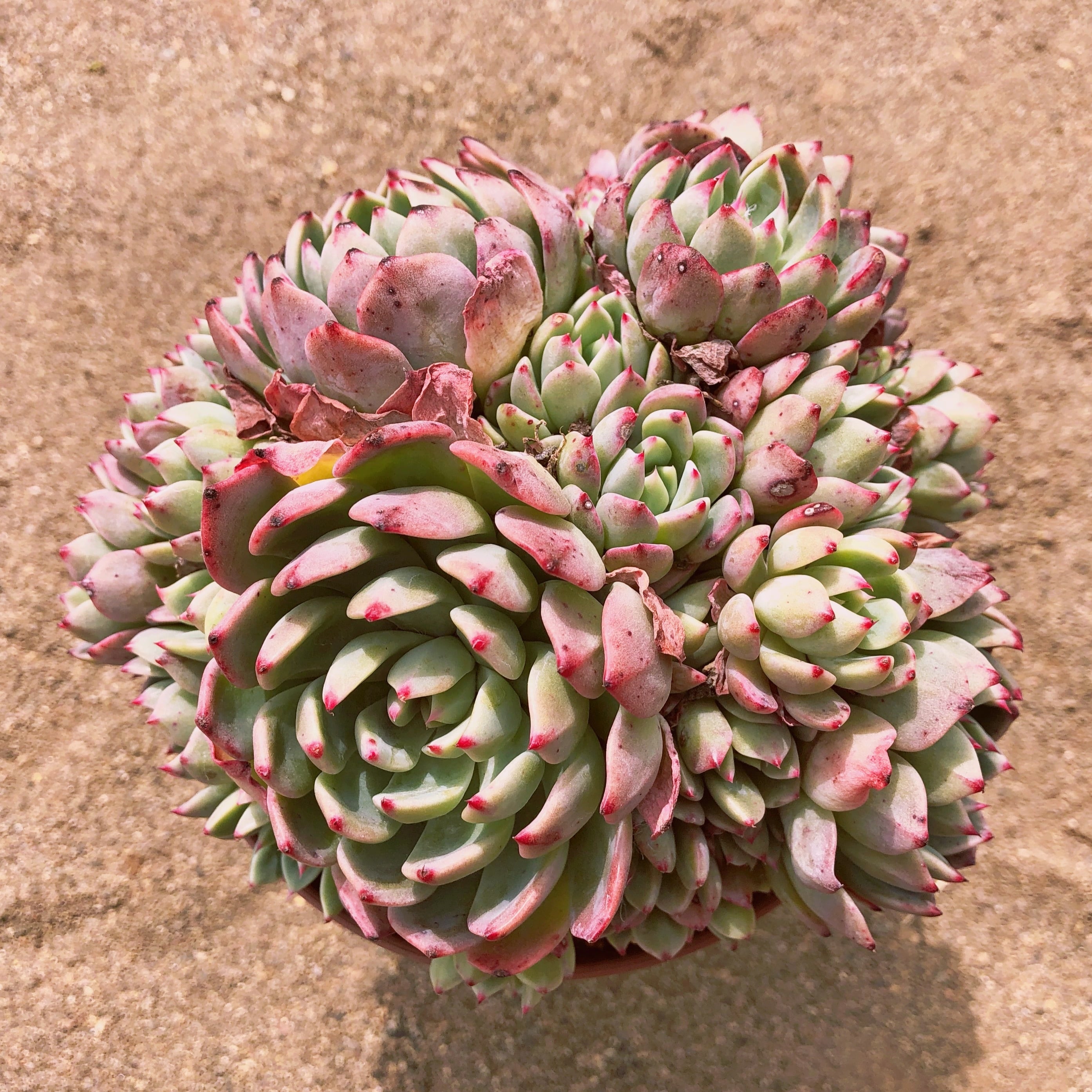 多肉植物 nanafukumini 特大群生 直径約15cm | るる農園~多肉植物専門