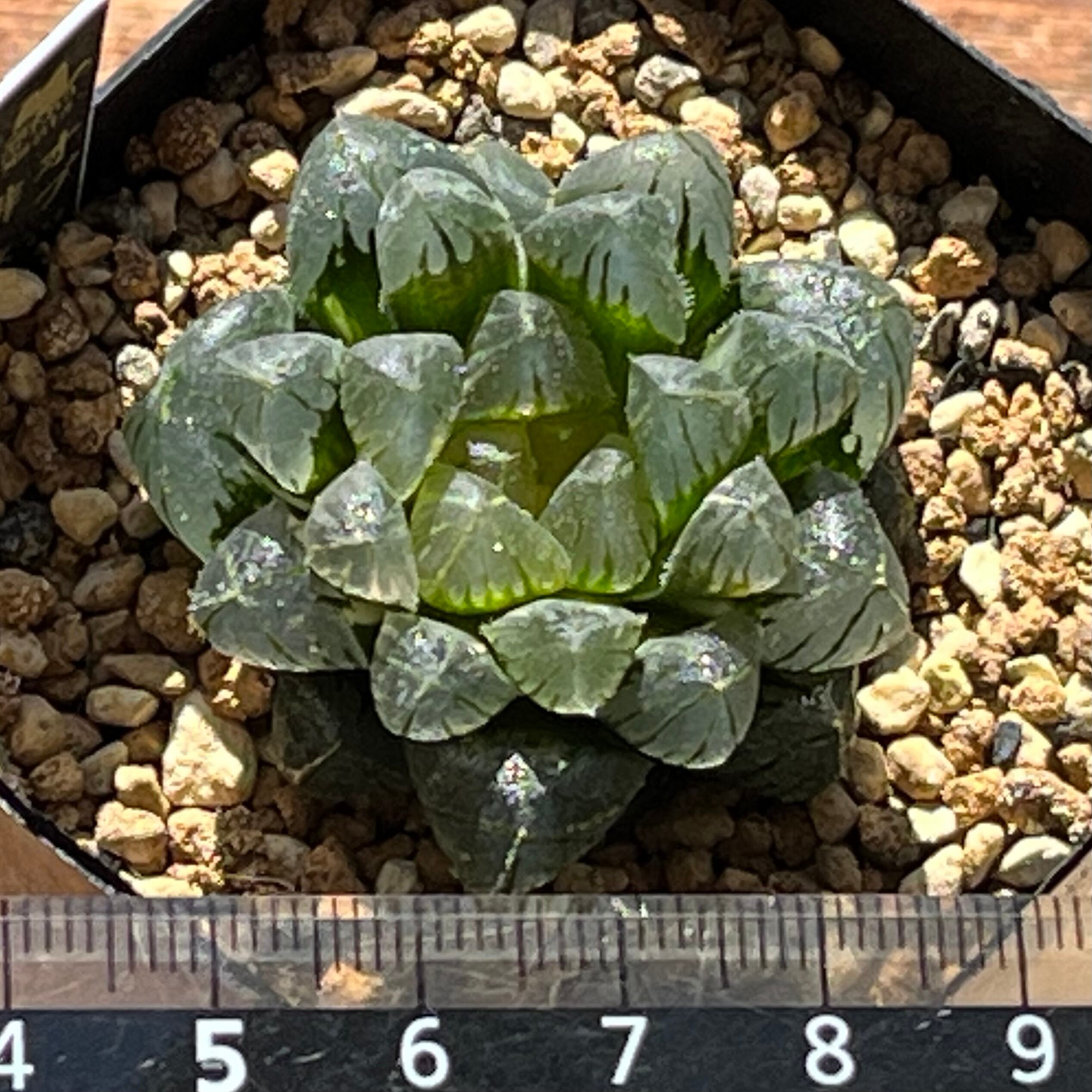 ハオルチア オブツーサ錦 緋桃 | mocono_plants