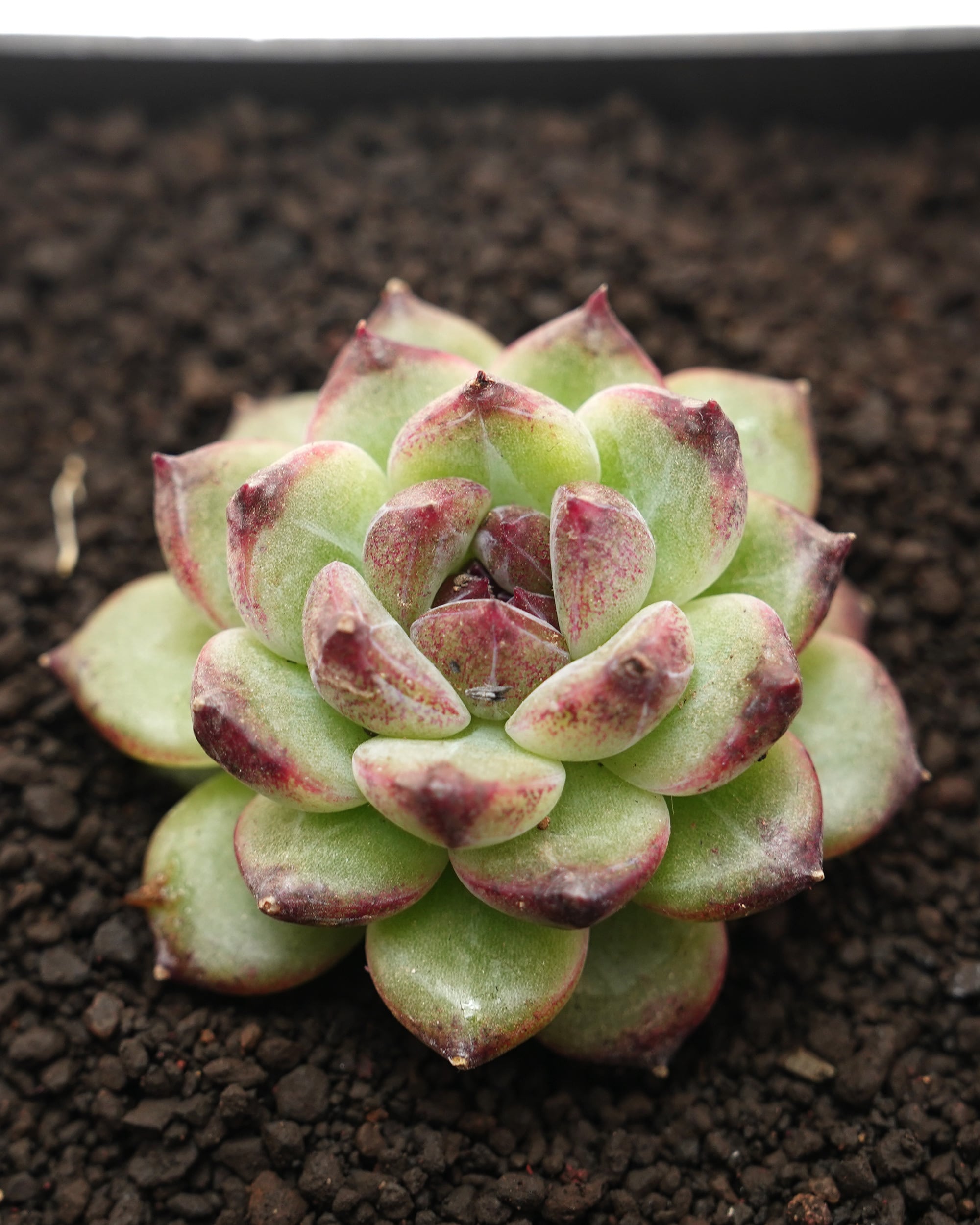 カット苗 ブラックモンロー Echeveria 'Black Monroe' | PUKUBOOK