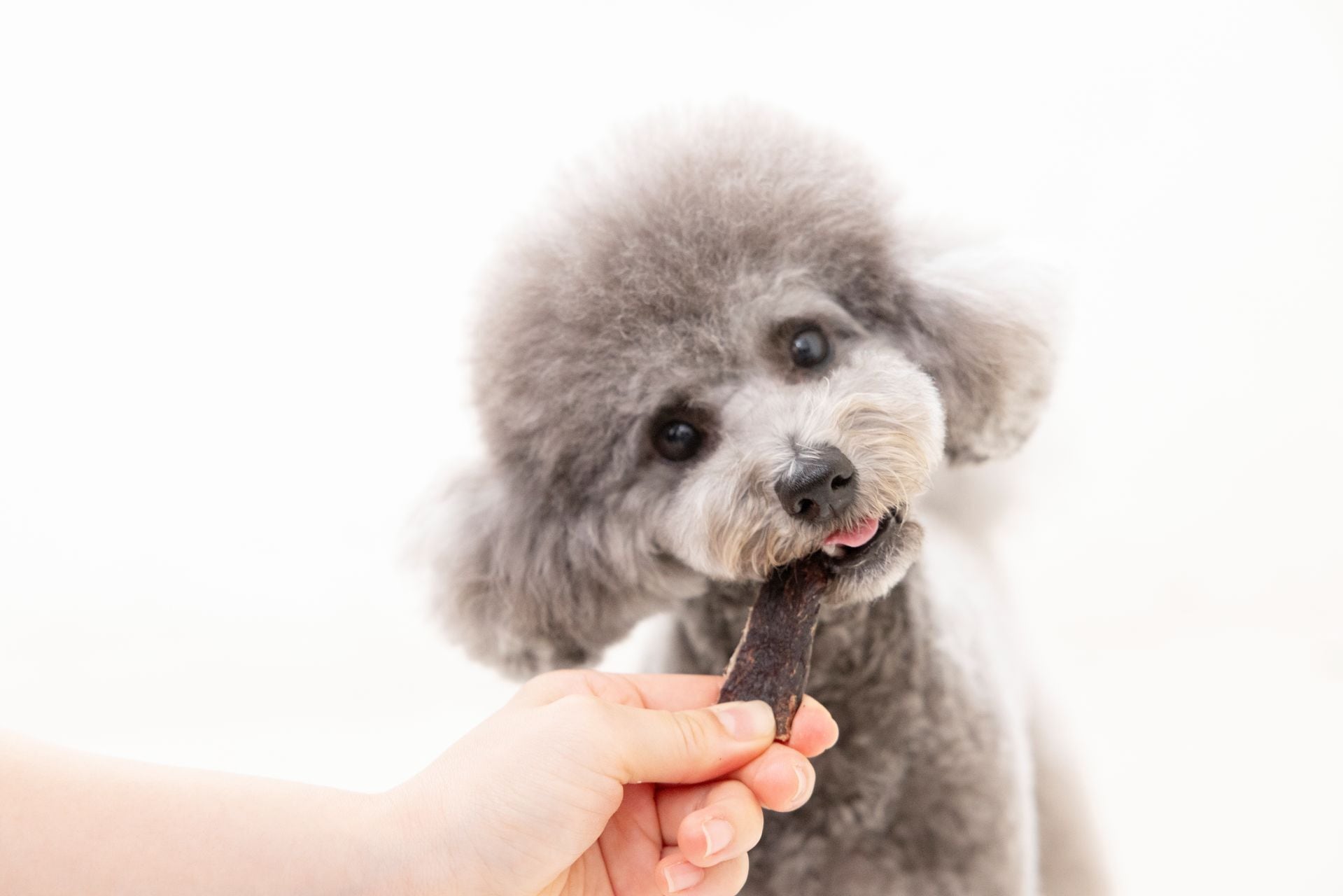 犬用】花畑牧場 エゾ鹿肉の極上ジャーキー 30g | 花畑牧場 ヒューマン