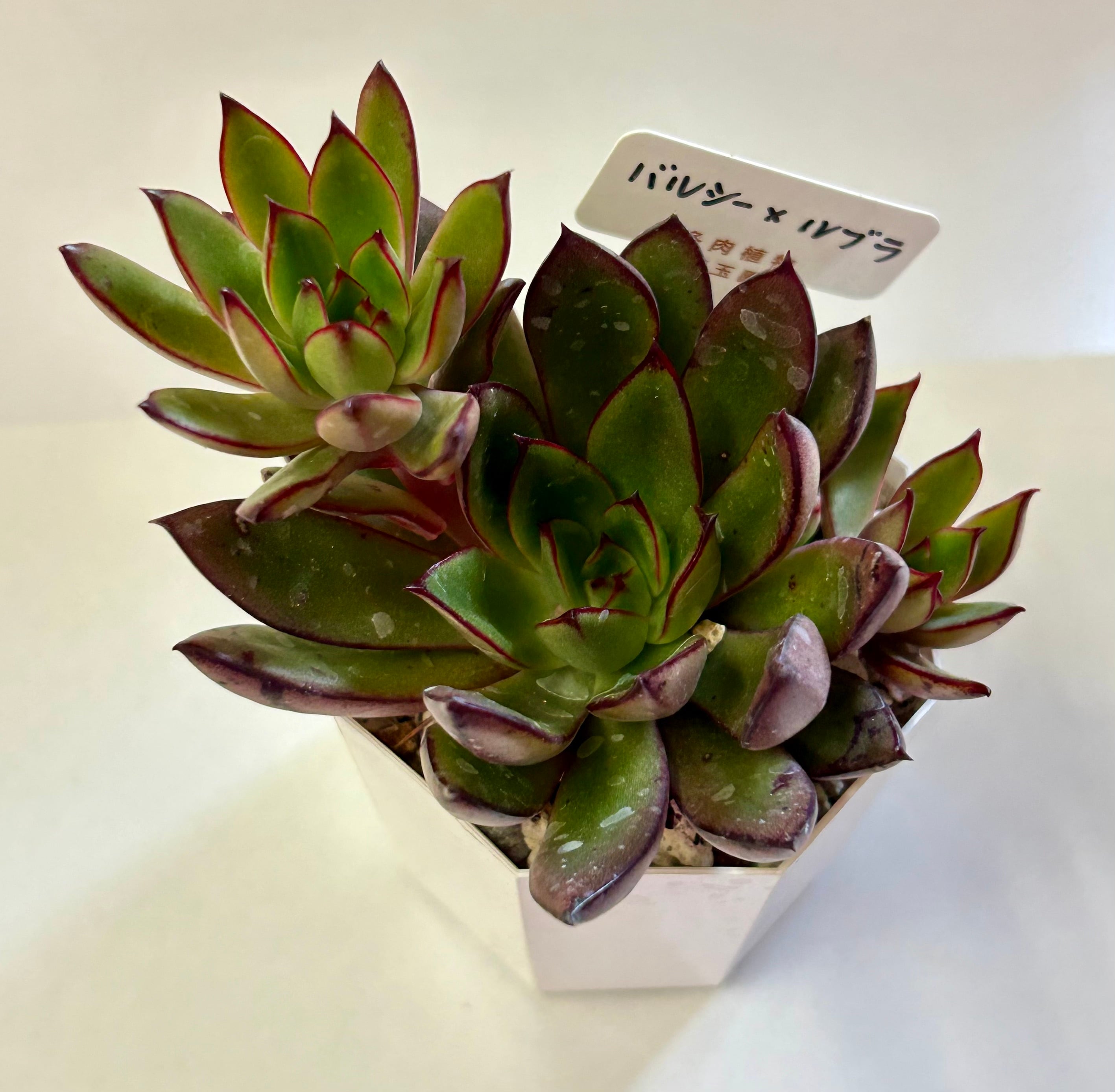 錦玉園 バルシー×ルブラ 2寸 | GREEN JAM foliageplant