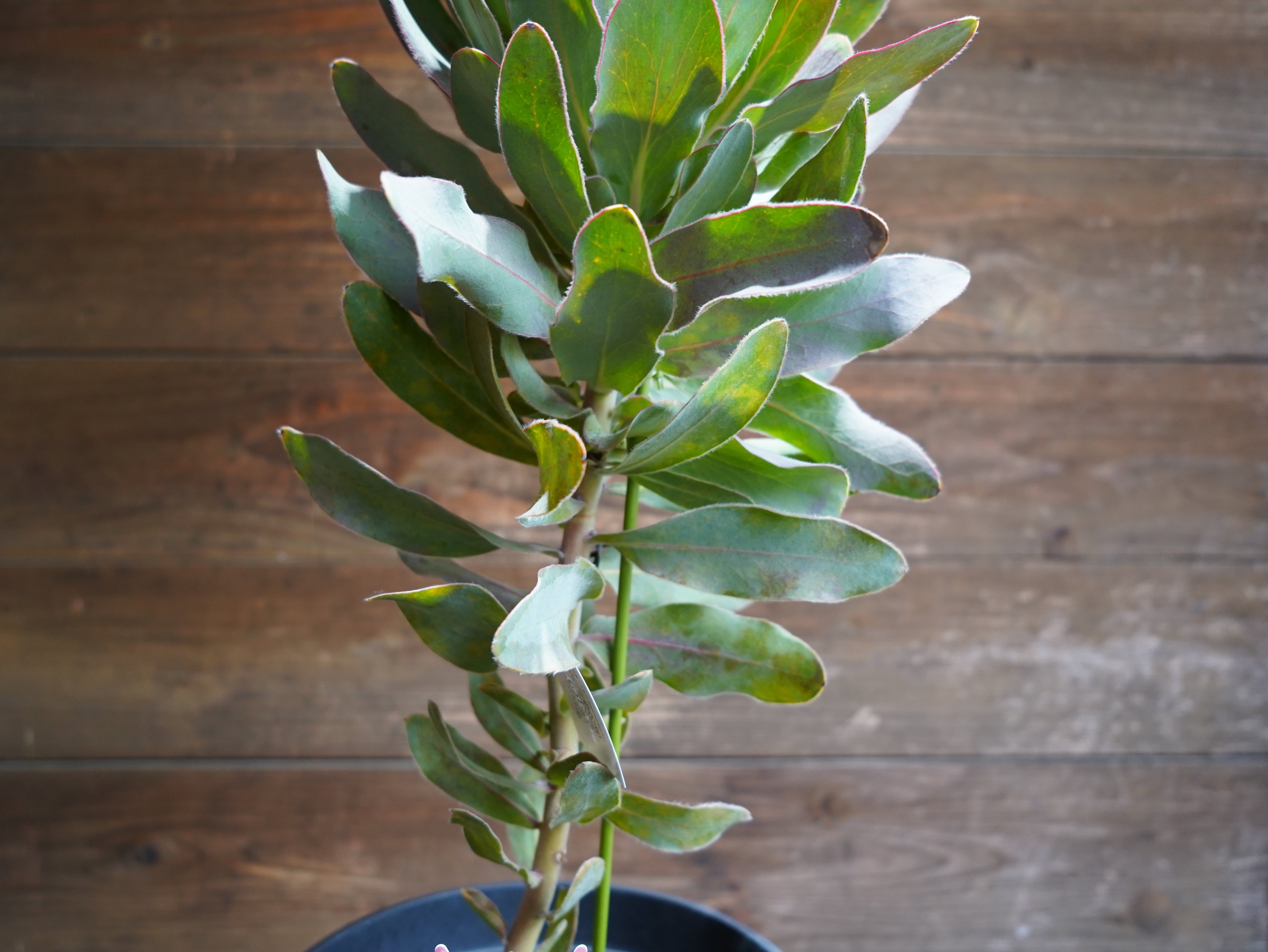 【現物】プロテア ”シルビア”　D