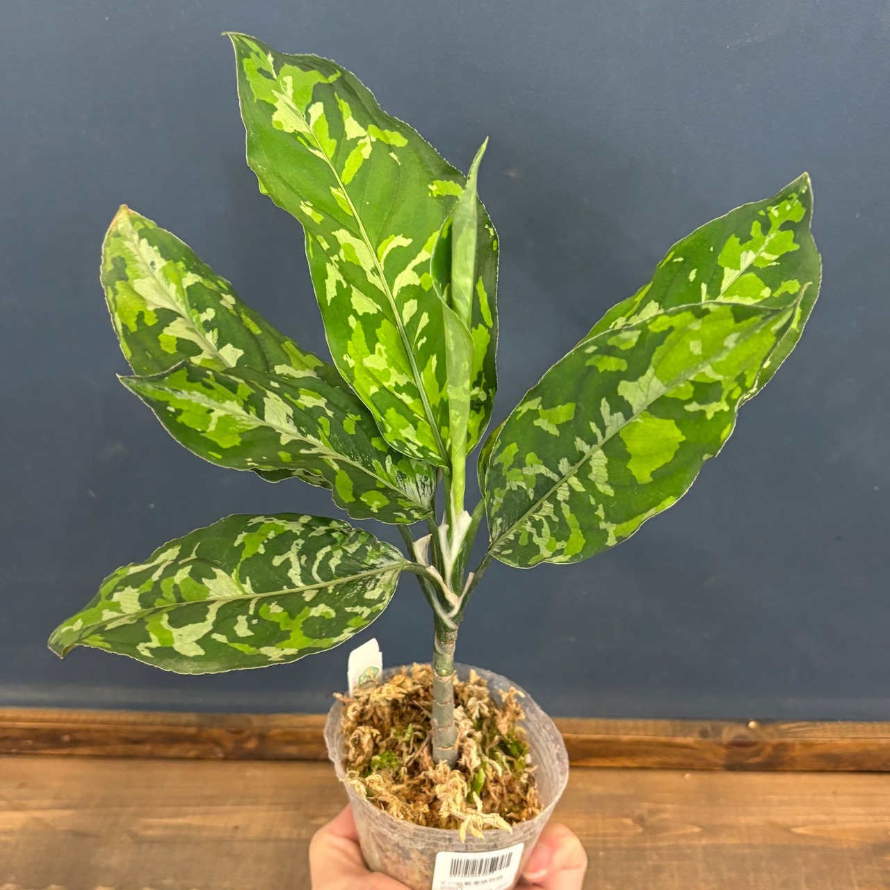 アグラオネマ ピクタム トリカラー ワイド【894】