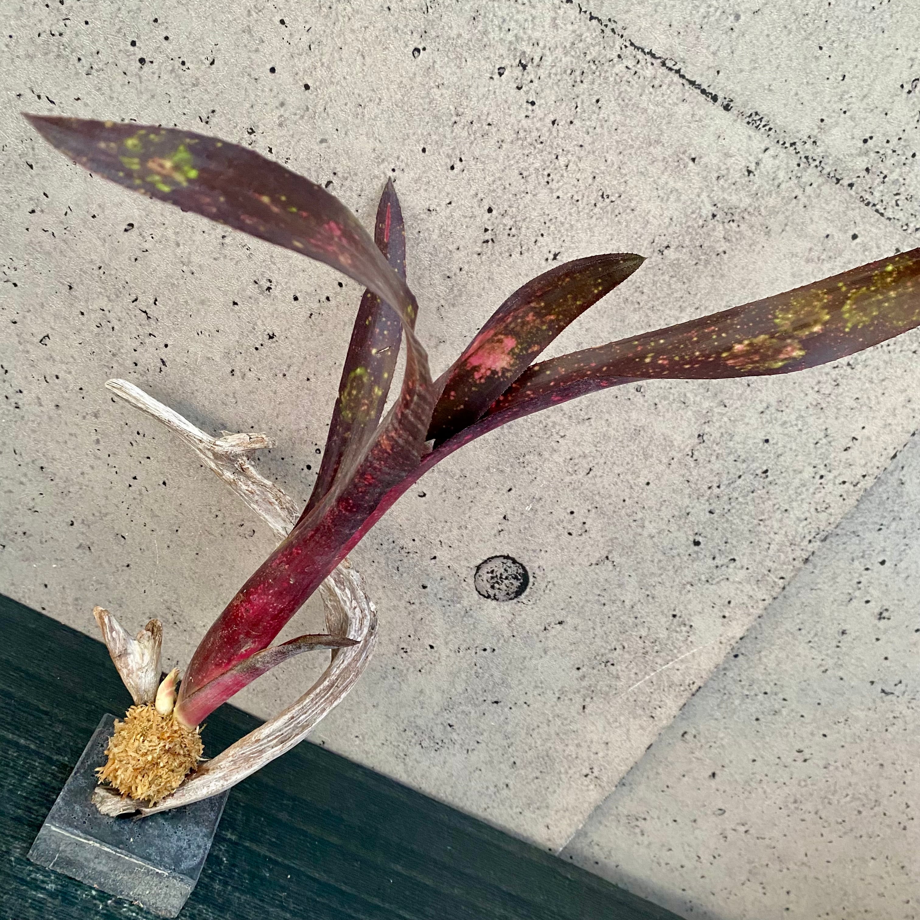 Planet Plants プラネットプランツ