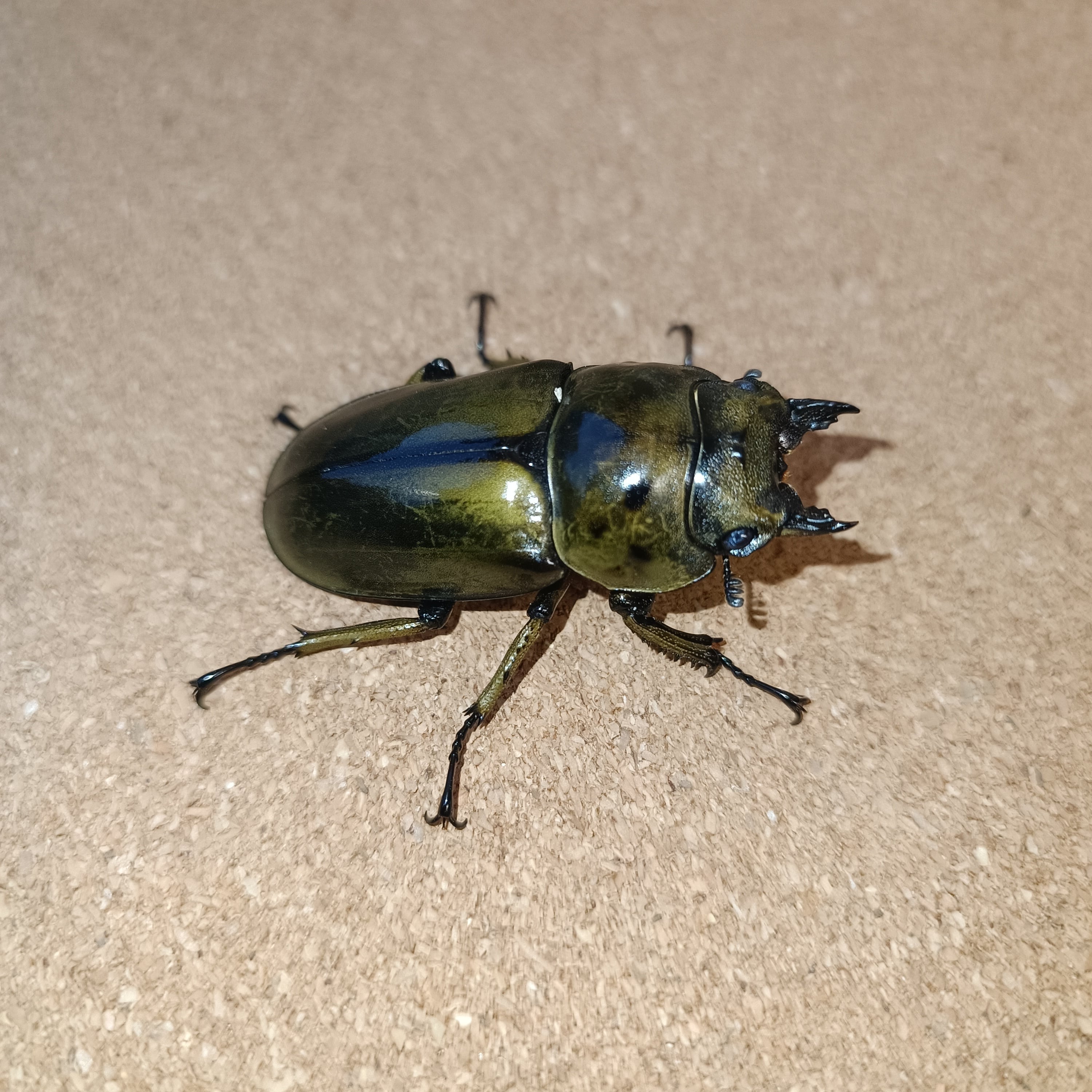 insectbase 小さめ‼️ババオウゴンオニ♂52㎜×36.3㎜新成虫‼️