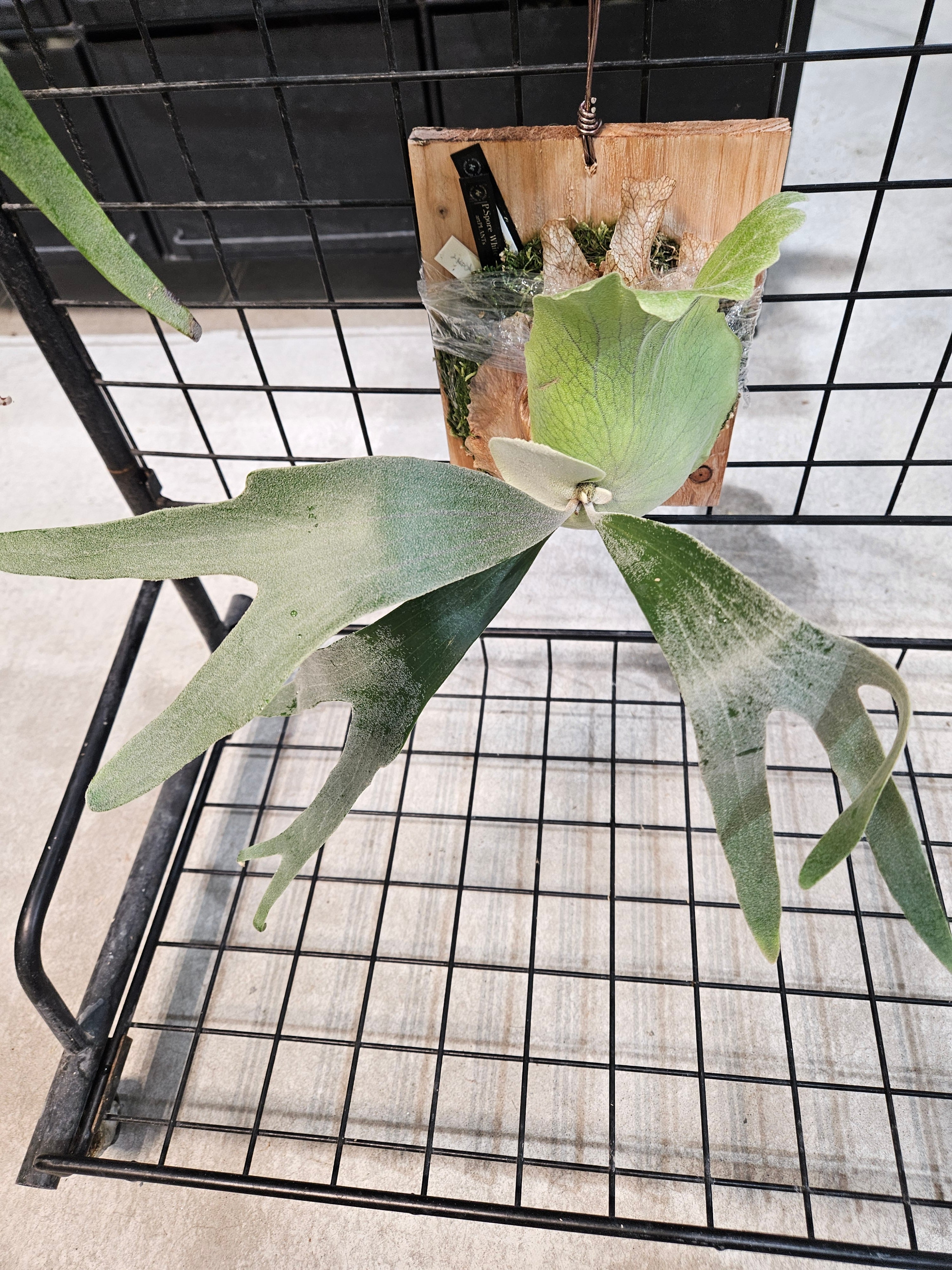 ビカクシダ　p.white house #2 P. White House #2 【artPLANTs/PLANTS GARAGE】 ビカクシダ