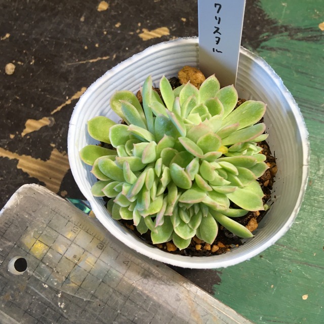 クリスタル Rupo 多肉植物専門店