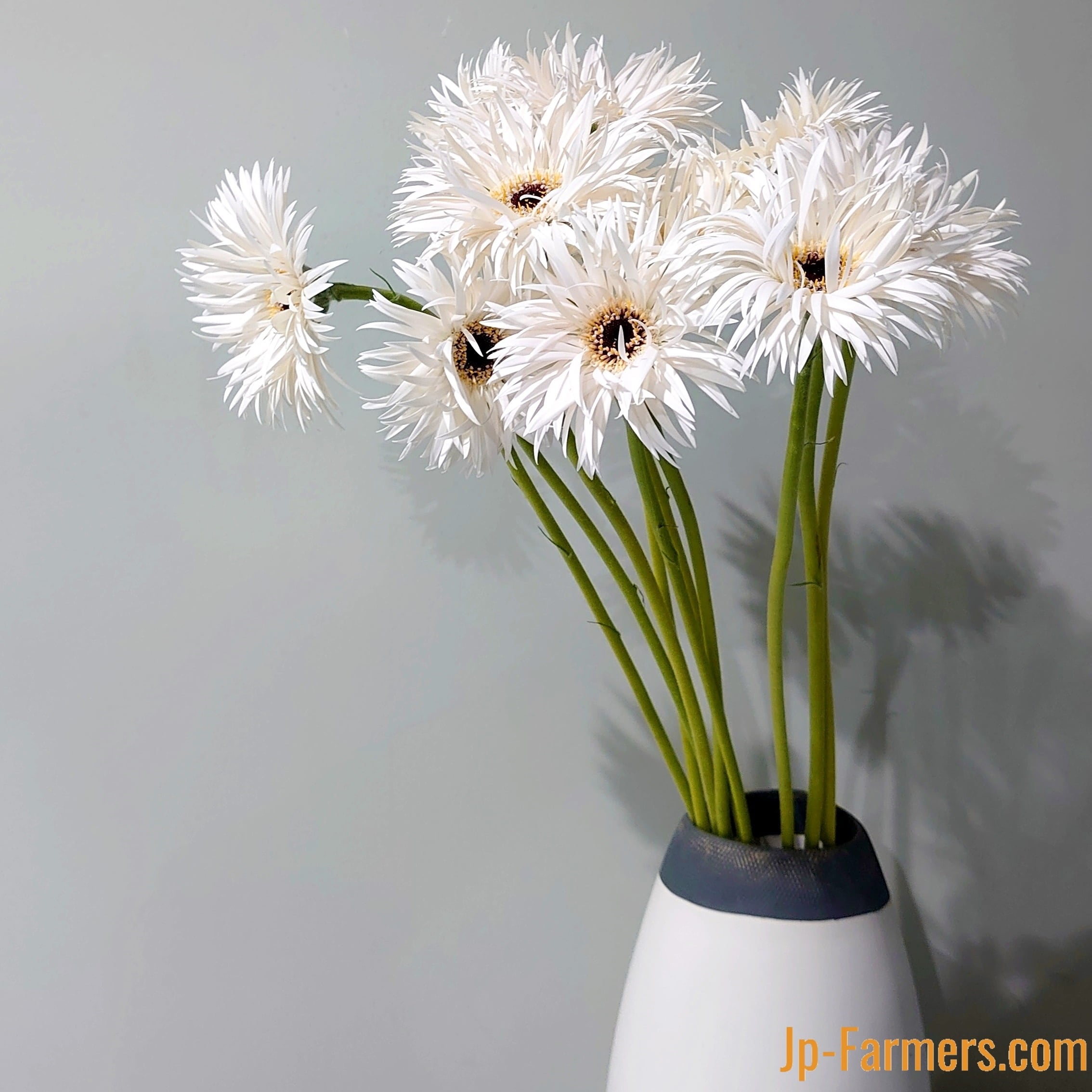 エレガントな大輪ガーベラ 西浦さんの”ガーデンゴースト”10本 | 新鮮