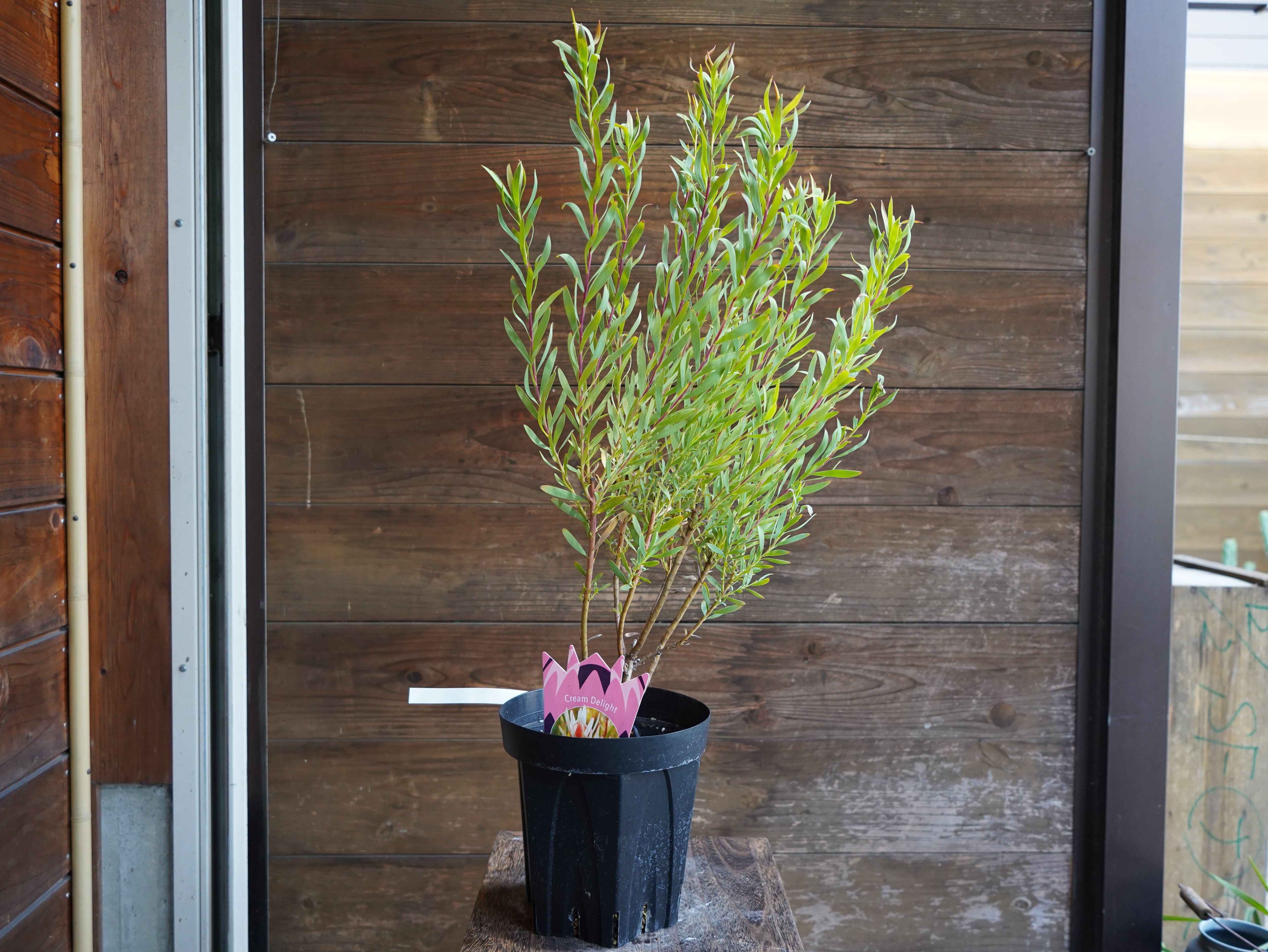 【現物】リューカデンドロン　”Cream Delight”　６号