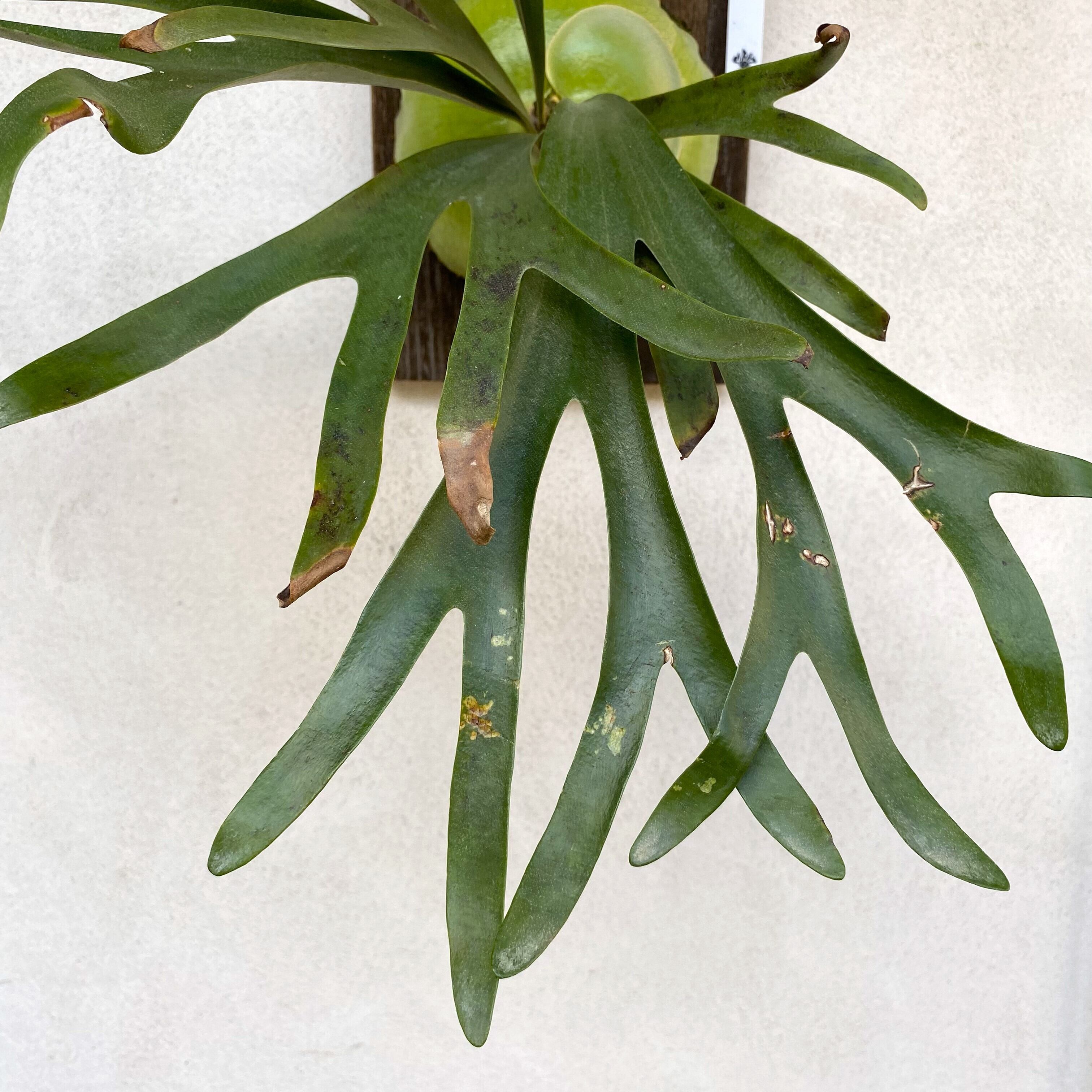 ビカクシダPakorn 子株付き