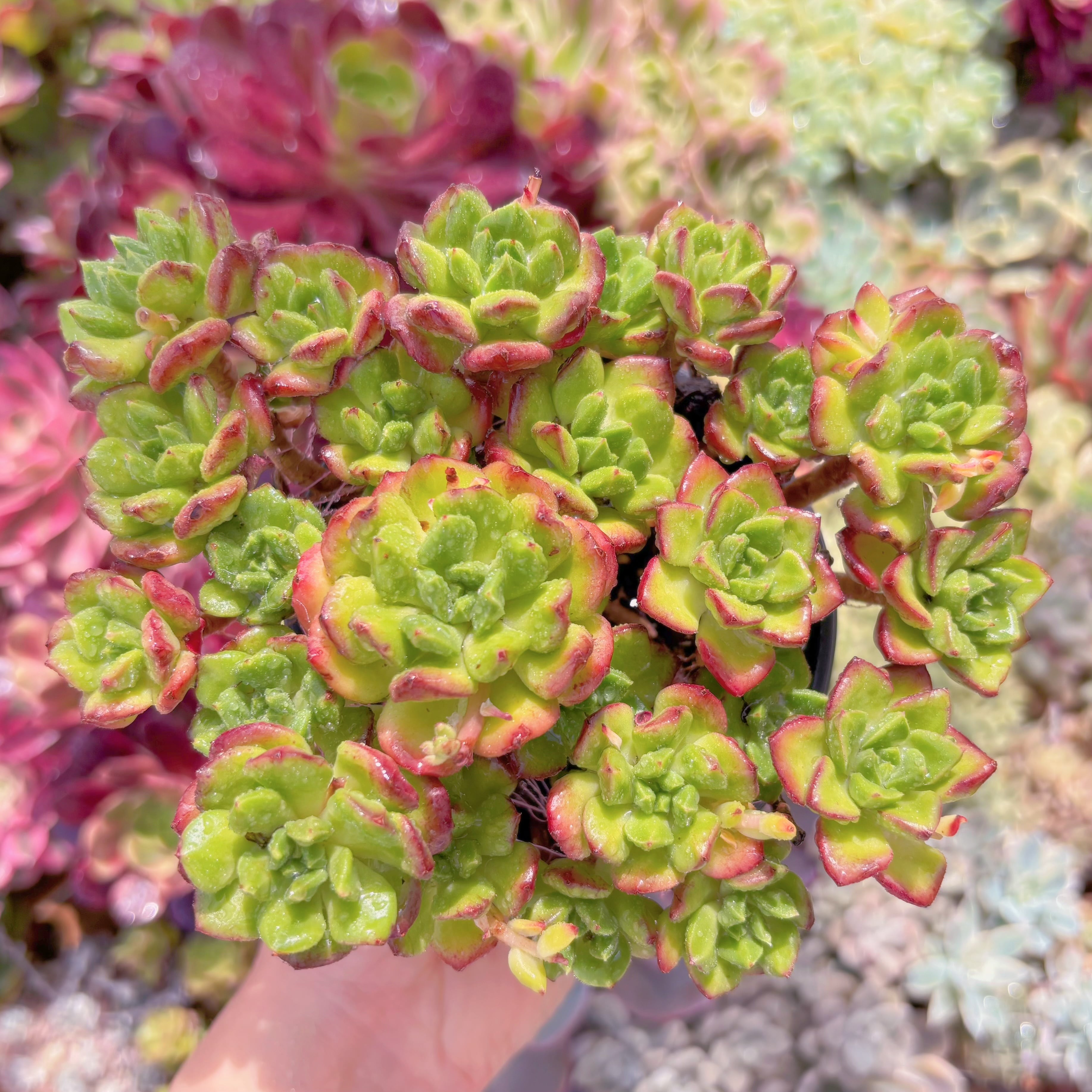 現品　ランタン#766　るる農園