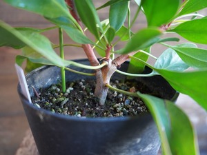 【現物】プロテア ”リトルプリンス” B