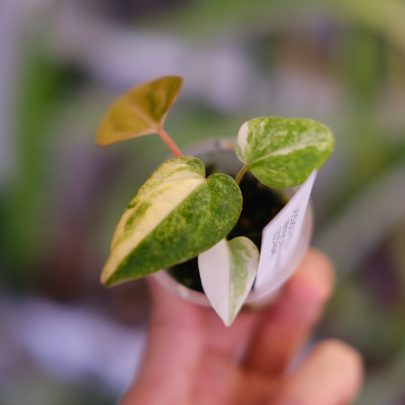 希少】Anthurium Yellow Bell × Red Chocolate②│観葉植物