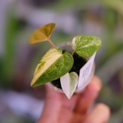 【希少】Anthurium Yellow Bell × Red Chocolate②│観葉植物