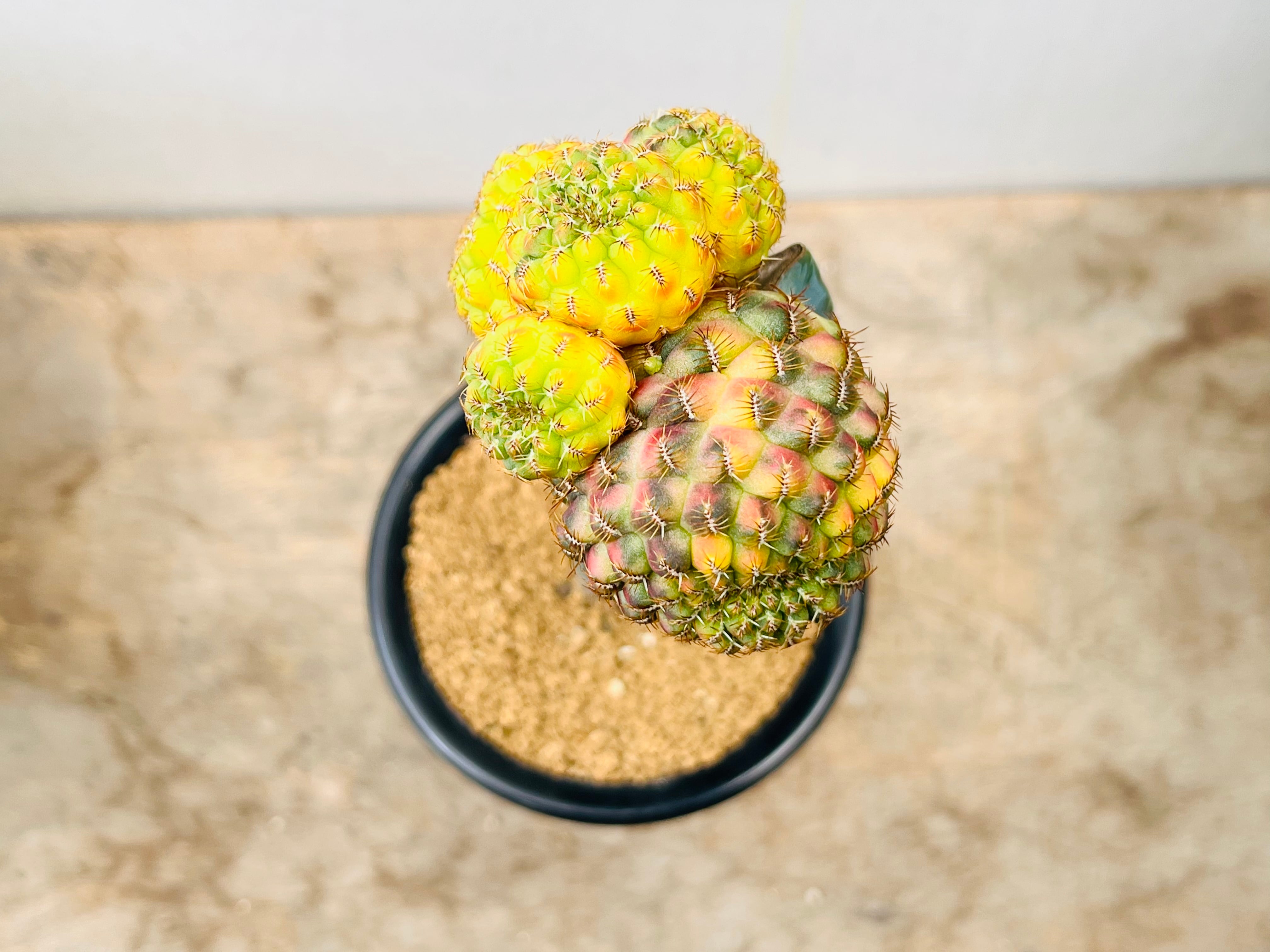 T06349　天然珊瑚 帯留orペンダント　証明書付《真作保証》 CAOURVOISIER⁄クルボアジェ ナポレオン 700ml ブランデー