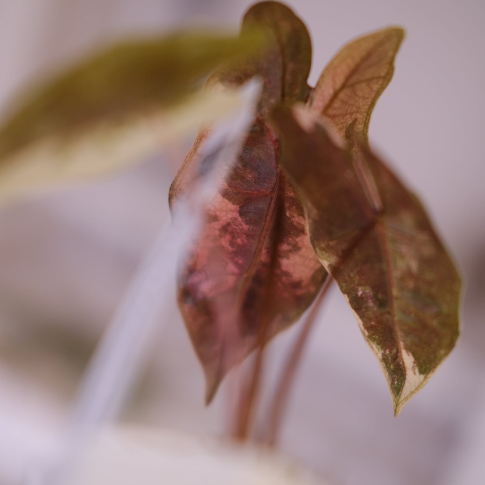 2斑入り アロカシア ブセウド サンデリアナ ピンク 芋株 コレクション