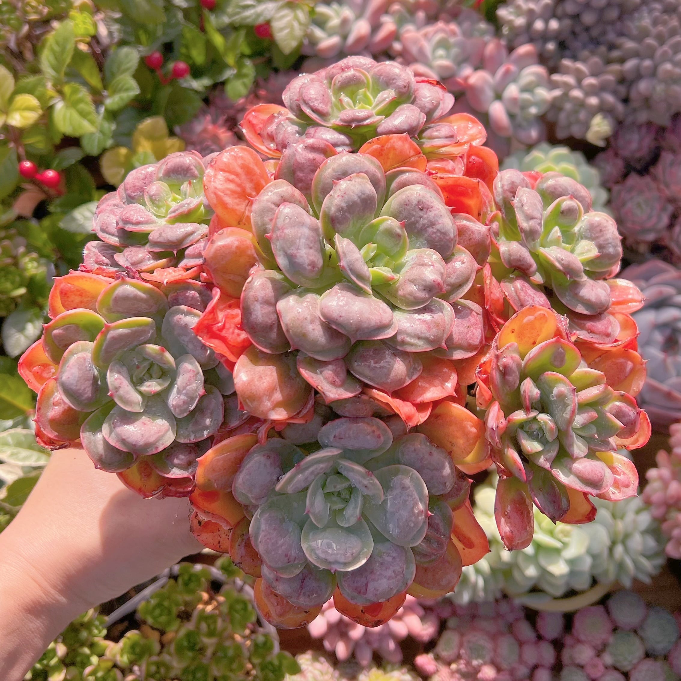 現品　ビヨンセ#724   特大群生18cm　るる農園