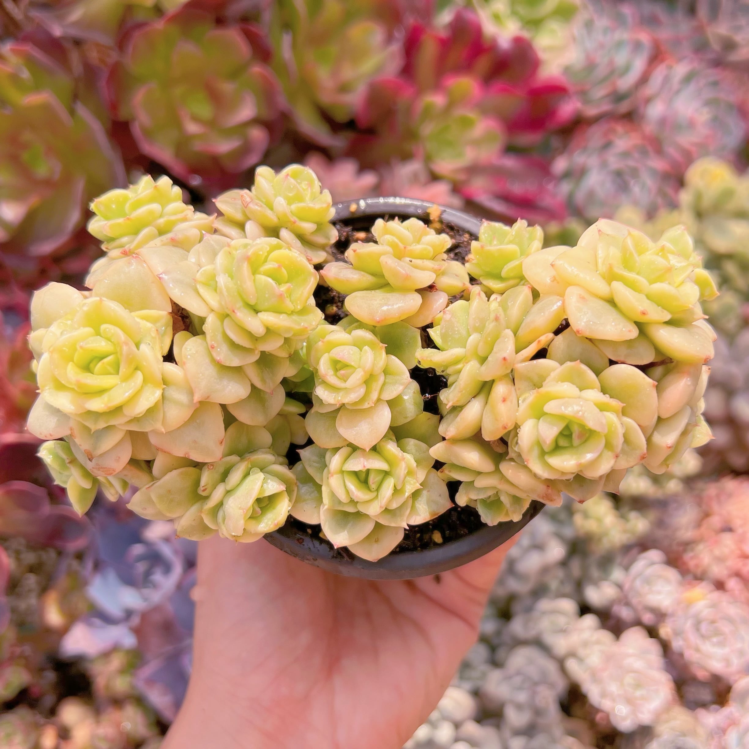 現品　ヌダ錦#239　るる農園