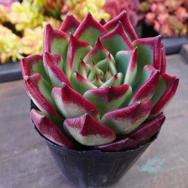 かっこいい【サラボニースーパークローン 1】エケベリア　韓国多肉　美苗