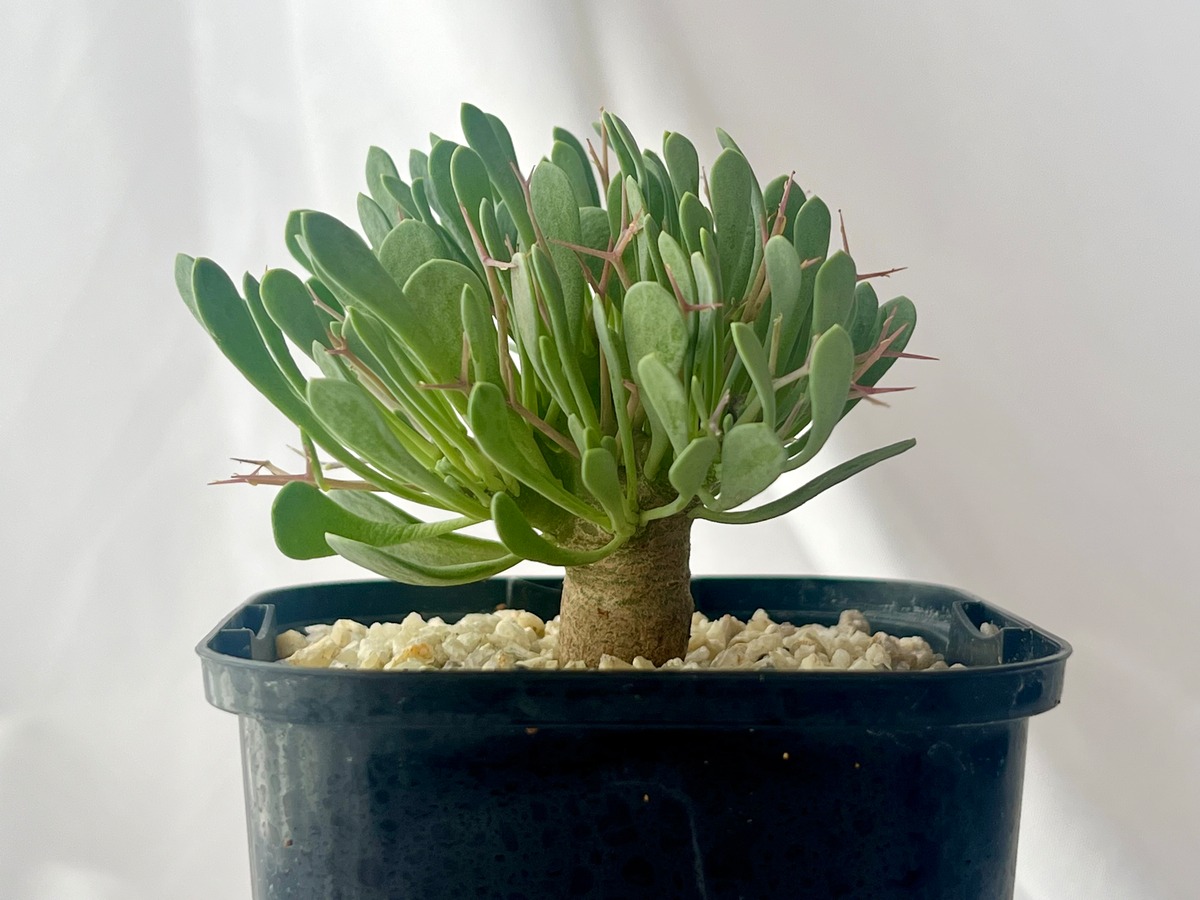 Othonna euphorbioides オトンナ ユーフォルビオイデス 黒鬼城 塊根 