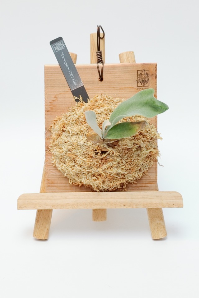 Snowqueen F307 Elsa OC Pups