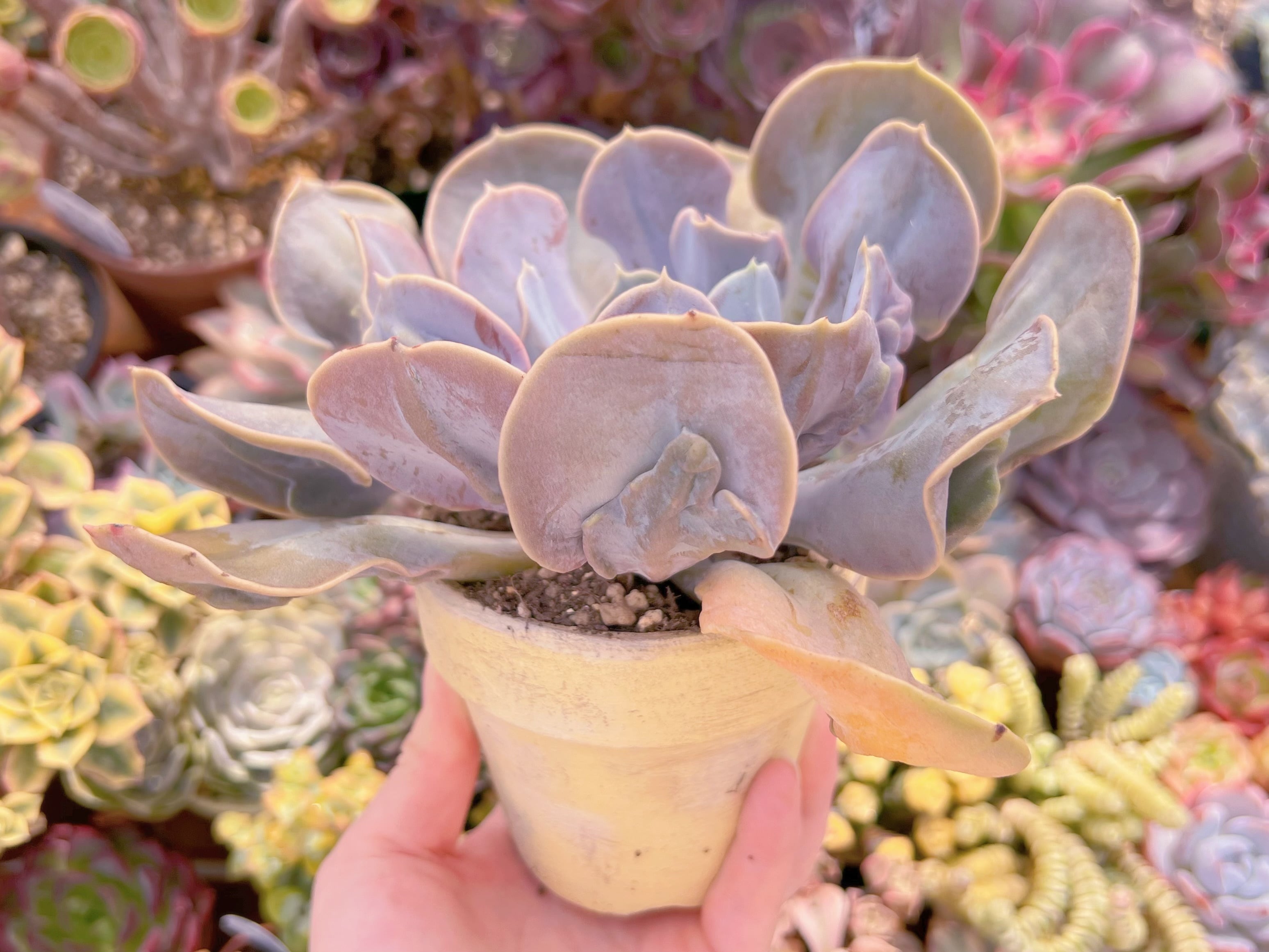 現品 ヴァルキリーエトランペット#2160 大苗 るる農園 | るる農園~多肉