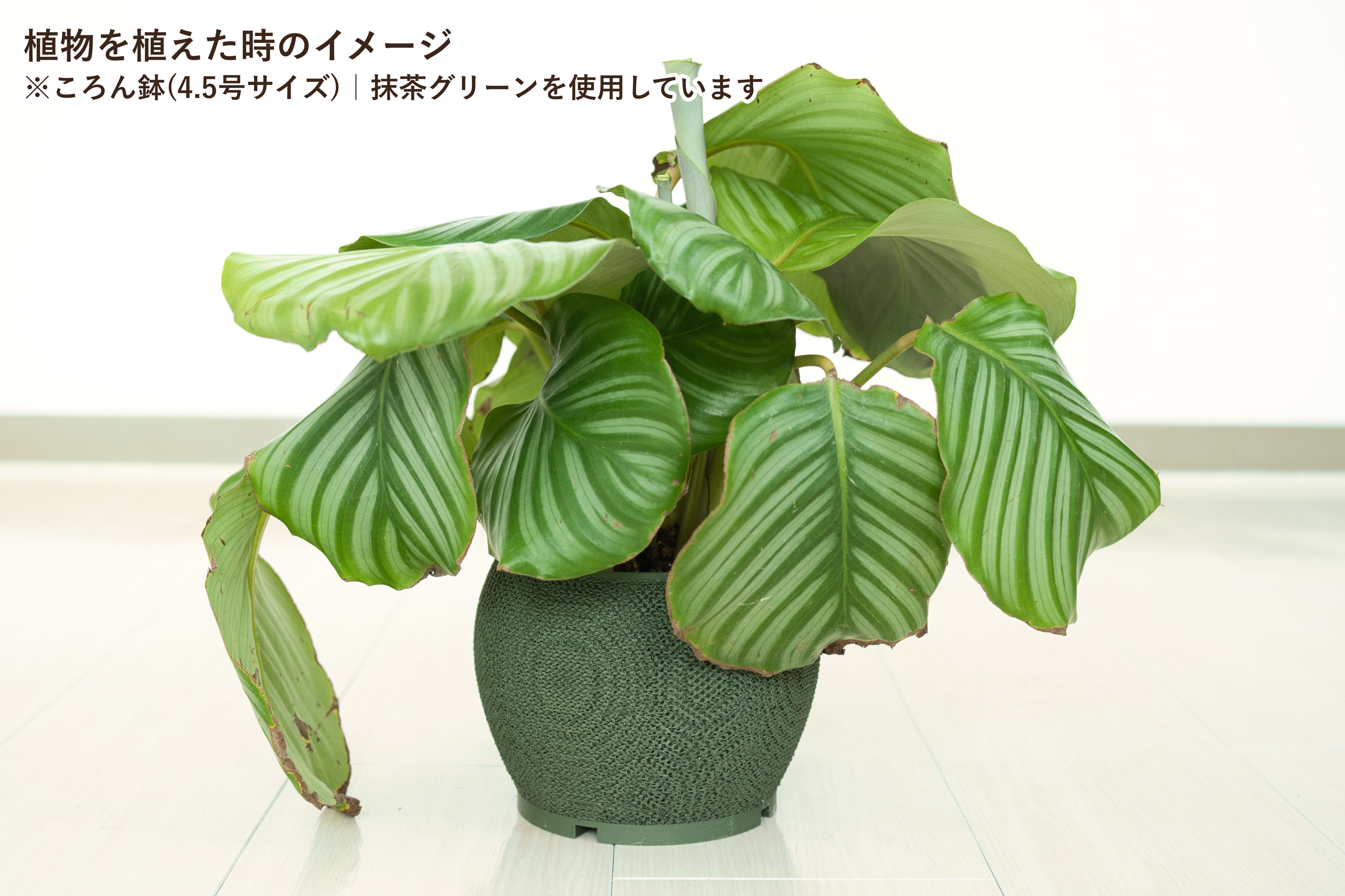 ころん鉢(3.5号サイズ)｜抹茶グリーン | みどりのグリーンSHOP